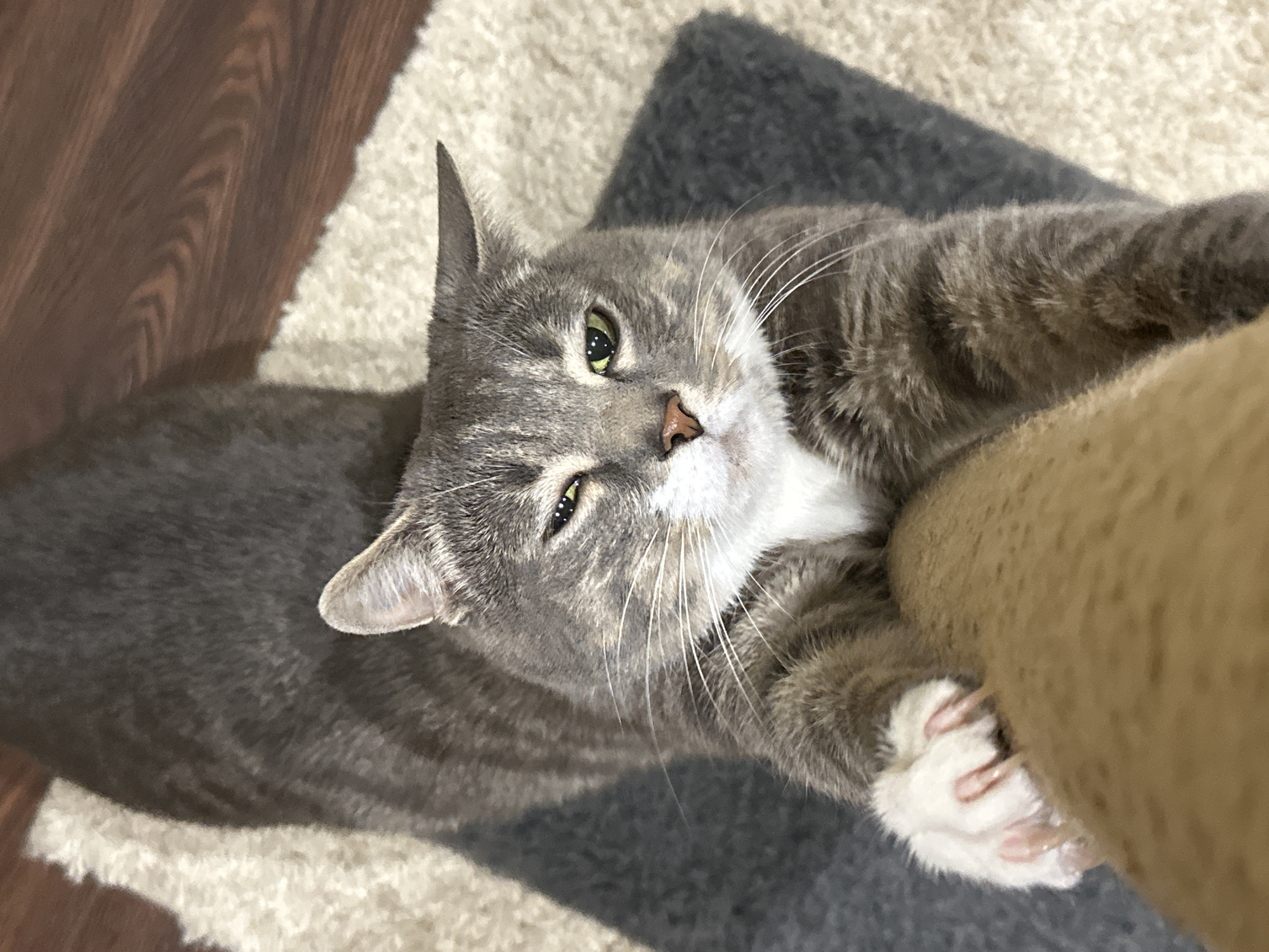 A tabby cat is stretching and scratching a scratching post. The cat is gray with black stripes and white fur on its chest and paws. It is lying on a beige rug, with a dark gray rug underneath it, and a wooden floor in the background. The cat's claws are extended and digging into the scratching post. The cat's eyes are open and green. The scene is indoors in a domestic setting.