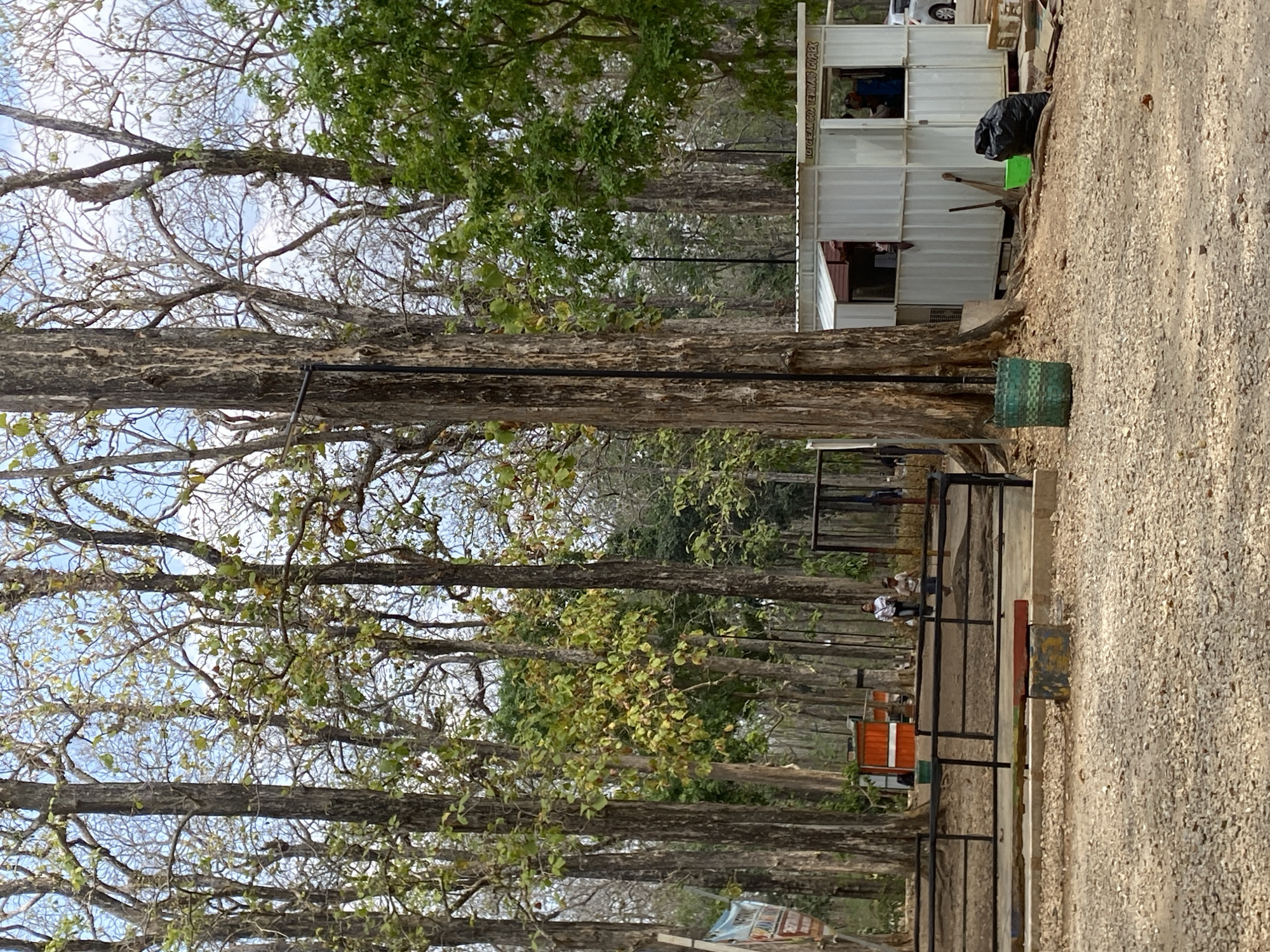 The image depicts a scene in the city of Ketileng, Indonesia, likely within or near a park or nature area given the prominent presence of tall trees. In the foreground, a gravelly path leads towards a low black metal fence. Beyond the fence, a paved area is visible, with a long, narrow bench and a rectangular concrete block. To the right of the fence, a small white building with a corrugated metal roof and windows serves as a kiosk or service booth, with signs visible on its exterior. Inside and outside the kiosk, several individuals are present, some appearing to be staff and others customers. To the left of the kiosk, there are a few orange structures, possibly small stalls or storage units. A large, mature tree trunk dominates the center of the image, with other trees forming a dense canopy overhead. Various objects are scattered around the kiosk and the ground, including a green woven basket, a bright green bucket, a black garbage bag, shovels, and cardboard boxes. In the background, more trees are visible, creating a natural, outdoor setting. The sky is a pale blue with some wispy clouds. A white car is partially visible parked to the far right of the frame.