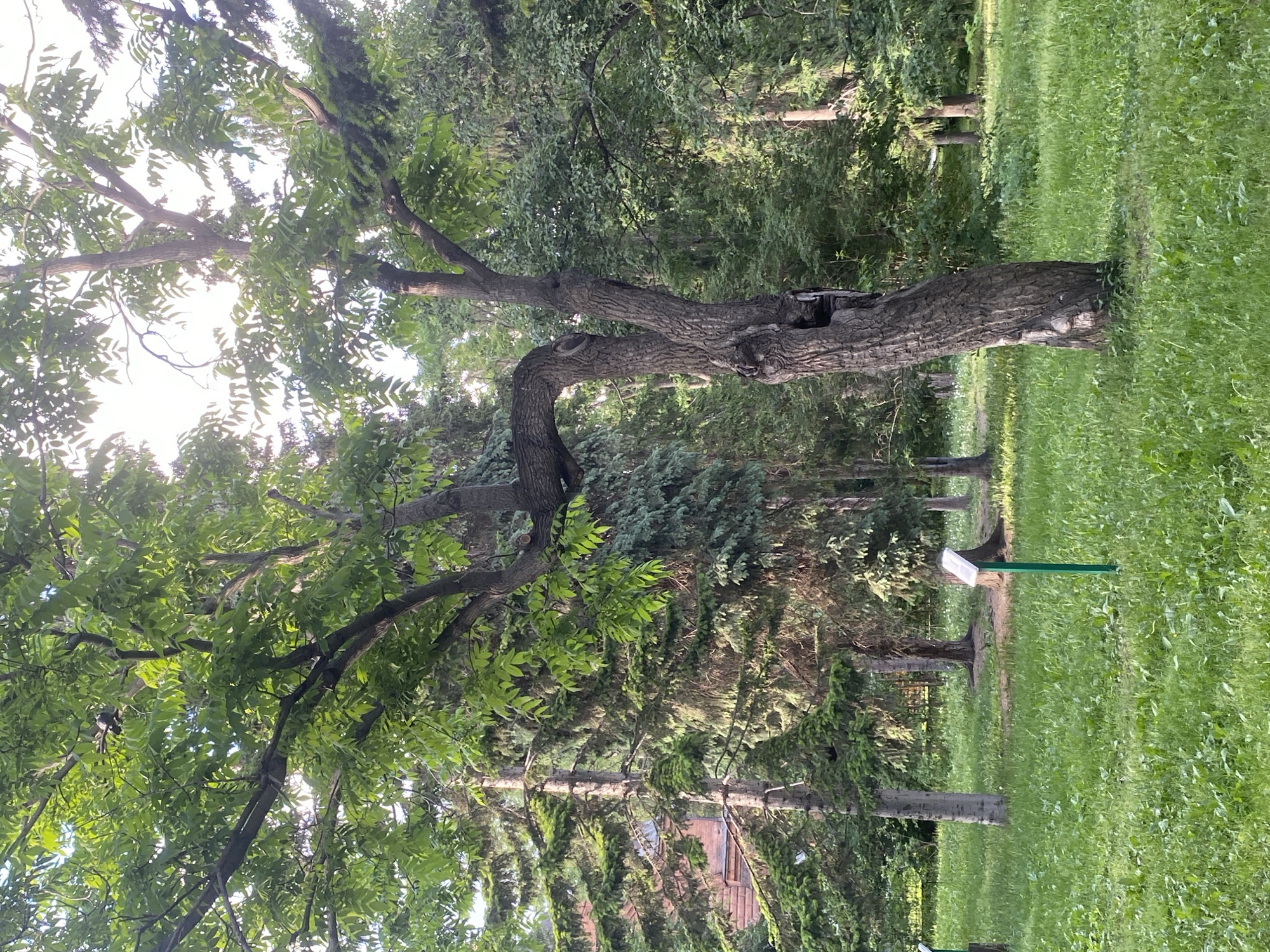 The image shows a park scene in Yekaterinburg, Russia, during daylight. The foreground features a large, mature tree with dense green foliage, its trunk gnarled and showing signs of age. A grassy field extends to the right of the tree. In the background, there are rows of trees, including evergreens, indicating a wooded area. A path is visible leading into the background. In the midground to the right of the tree is a green signpost with a white sign. There are no people or animals visible in the image. The overall impression is one of a well-maintained urban park.
