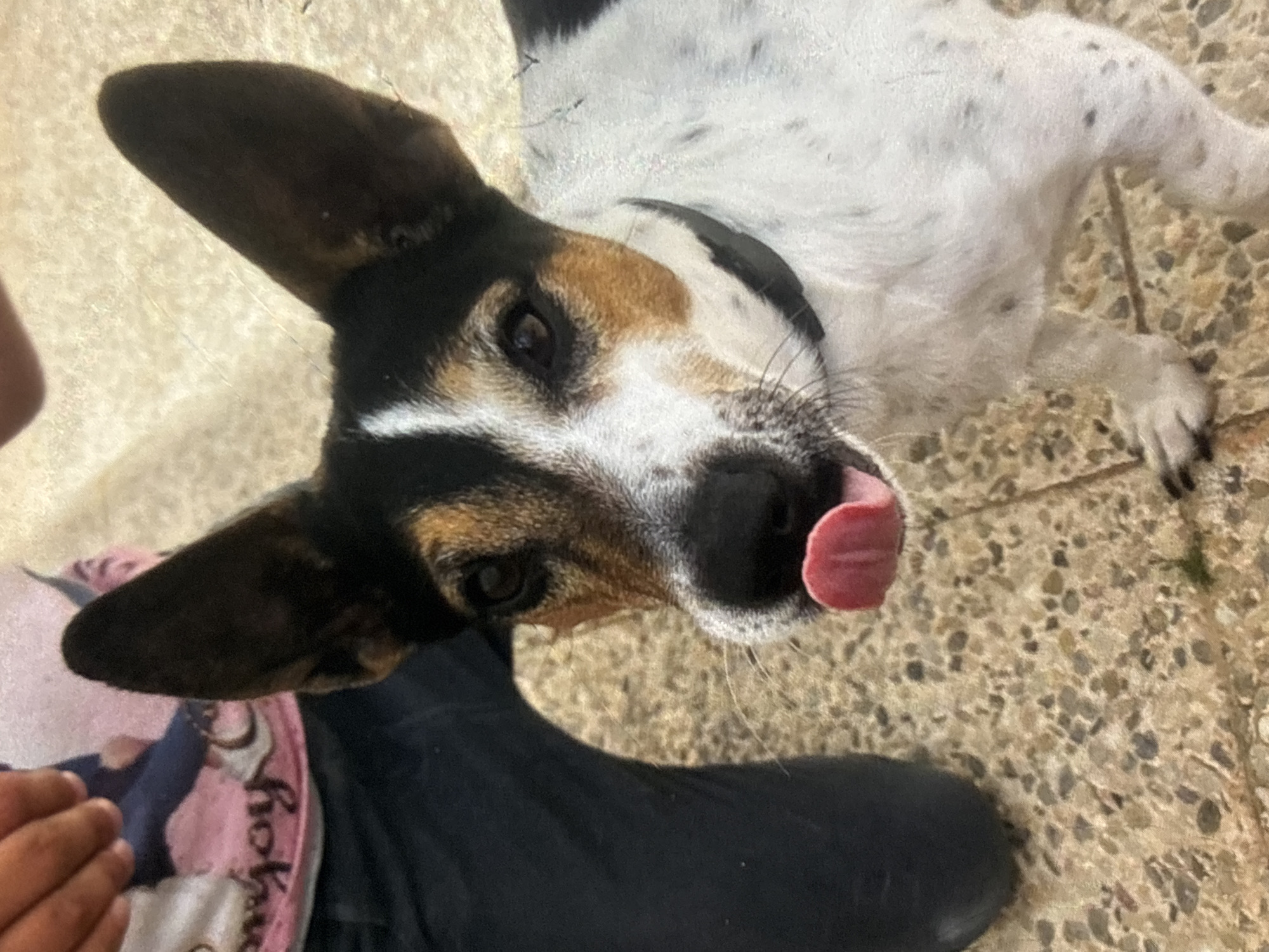 A close-up, medium shot captures a tri-colored dog, likely a Jack Russell Terrier, with a black, white, and tan coat, and large, upright ears. The dog is positioned in the foreground, looking towards the left of the frame, with its pink tongue sticking out, indicating it might be panting or has just licked its nose. A black collar is visible around its neck. To the left of the dog, partially visible, is a person wearing a dark blue pair of jeans and a light-colored t-shirt with a pink graphic design featuring cursive lettering that appears to read "enjoy." The person's left arm and hand are also visible, reaching down. The dog and person are standing on a tiled ground surface, with the tiles appearing to be a neutral, speckled color. The lighting suggests an outdoor setting. The scene takes place in the city of Orihuela, Spain.