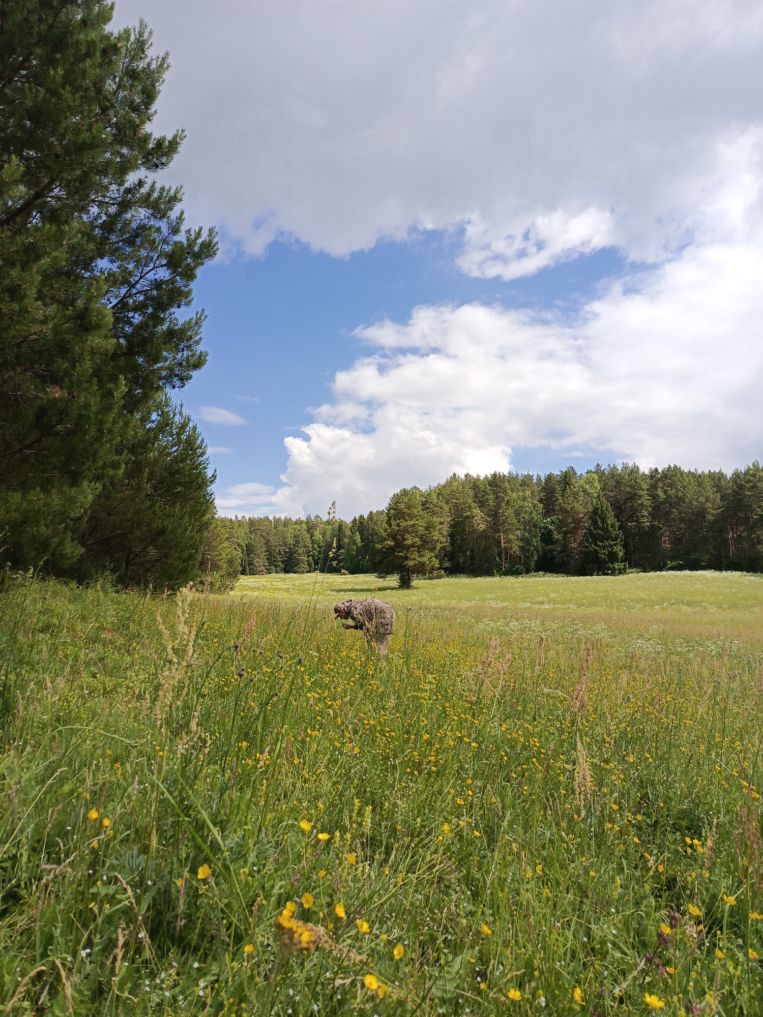 A fluffy, brown dog, possibly a Bernese Mountain Dog, stands in a field of green grass and yellow wildflowers. The dog is looking towards the right of the frame. In the background, a dense forest of pine trees lines the horizon under a partly cloudy blue sky. The image appears to be taken in Chumna, Russia, given the presence of pine forests and the general landscape. The weather is sunny with scattered clouds.