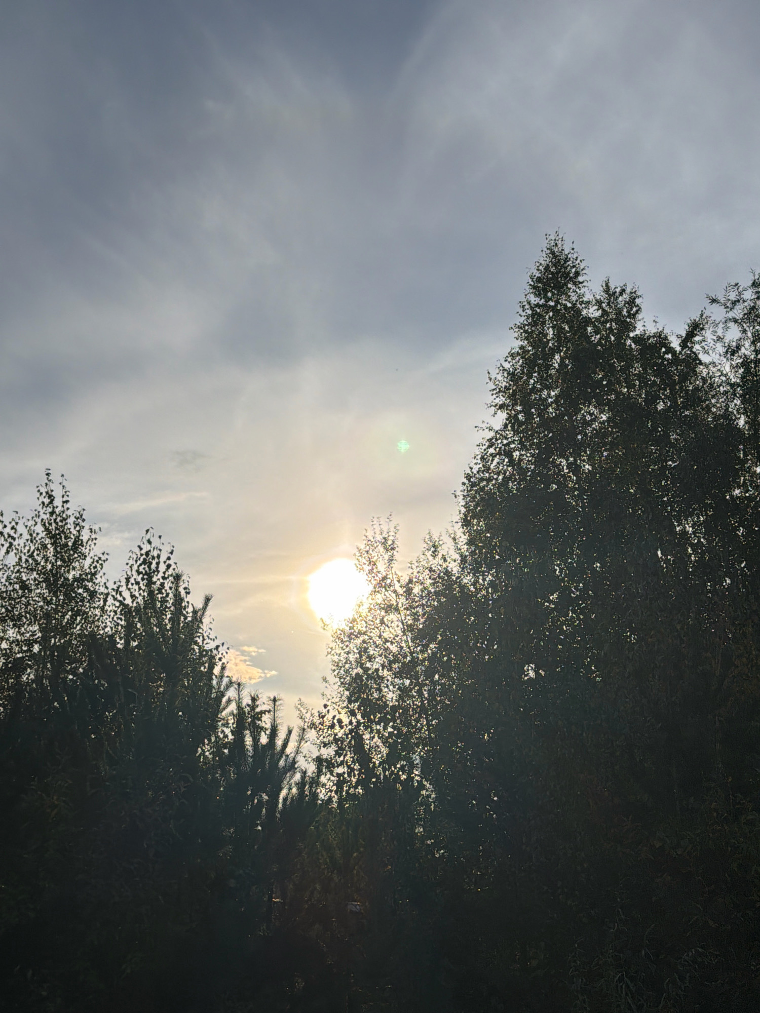 The image depicts a natural scene with trees silhouetted against a cloudy sky. The sun is visible in the upper central portion of the image, casting a bright glow and creating lens flare. The foliage of the trees is dense and dark, obscuring any details within them. The sky is overcast with varying shades of gray and white clouds, suggesting it could be a partly cloudy day. There are no people or man-made structures visible in the frame, indicating a rural or natural setting. The overall impression is one of a serene, outdoor environment.