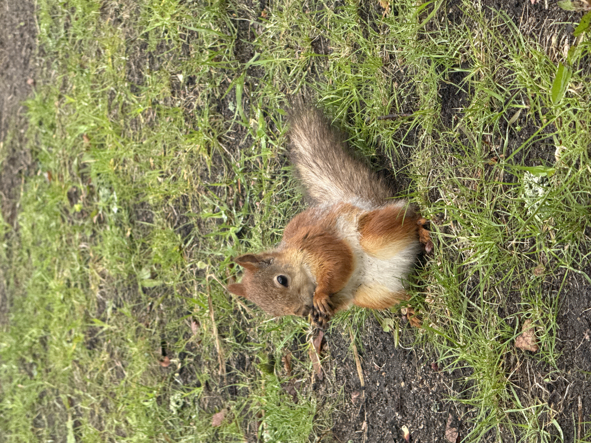 A squirrel sits on a patch of grass and dirt. The squirrel has reddish-brown fur on its back and sides, and white fur on its belly. It is holding something in its paws and eating it. The grass is green and interspersed with patches of dirt. The scene is likely located in a park or garden in Saint Petersburg, Russia.