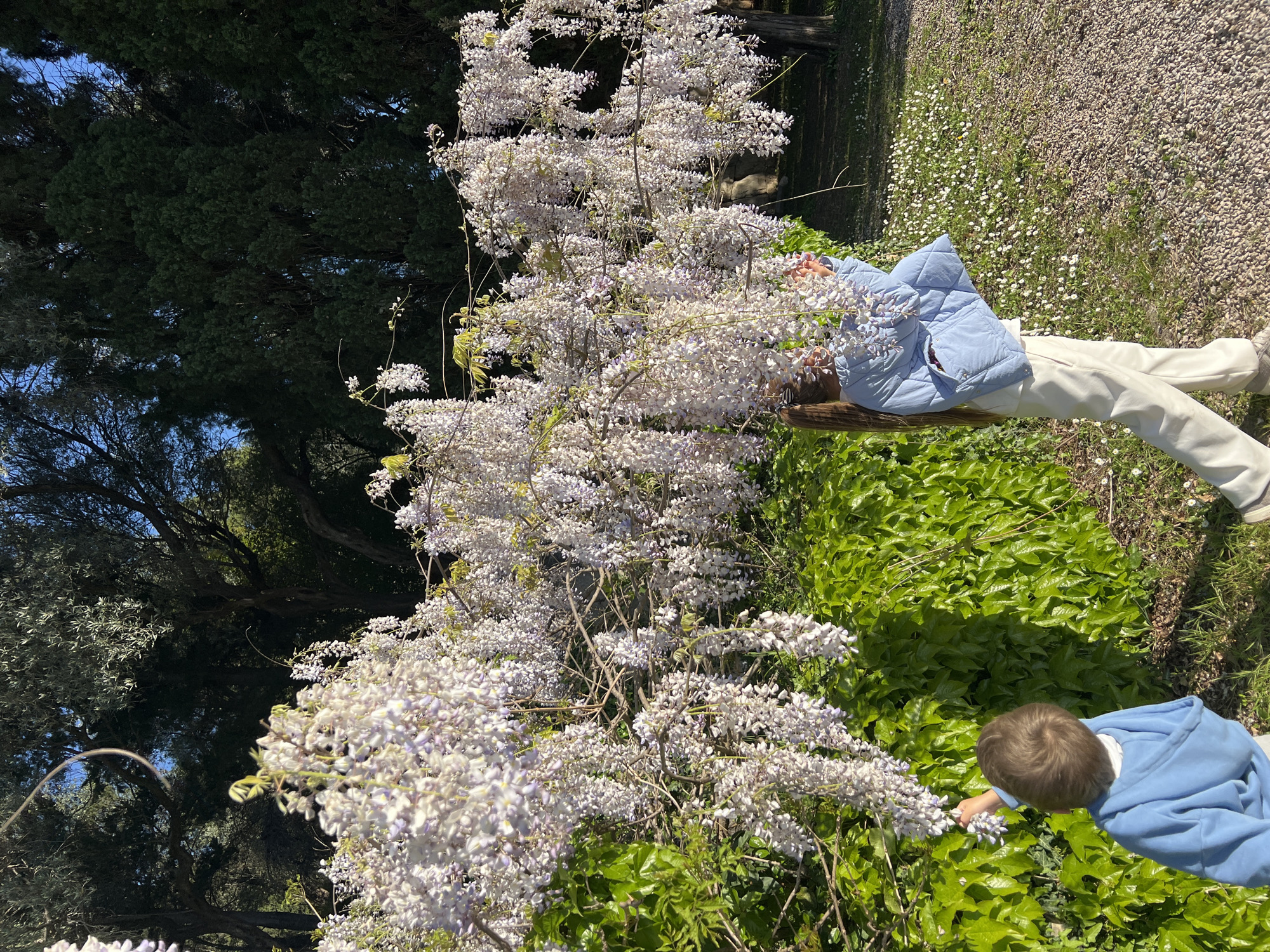 An outdoor scene set in Sveti Stefan, Montenegro, captures two individuals amidst abundant flowering wisteria under bright sunlight. The image, if viewed with correct orientation, features a large, vibrant wisteria vine in full bloom with clusters of light purple and white flowers, occupying a significant portion of the frame.
On the right side, an adult or older child with long, light brown hair, wearing a light blue quilted jacket, white trousers, and light-colored shoes, is bending over, seemingly smelling or interacting with the wisteria flowers. Further to the bottom right, a young child in a light blue hooded top is also leaning down, reaching out towards the wisteria blossoms, engaging with the flora.
The setting includes lush green foliage and darker trees in the background, suggesting a natural, garden-like environment. The ground underfoot consists of dense green leafy ground cover, possibly ivy, and transitions to a gravel path scattered with numerous small white flowers, resembling daisies. The clear sky and bright light indicate a sunny day, likely during late morning or early afternoon. No visible text is present in the image. The overall mood conveys a peaceful and enjoyable interaction with nature.