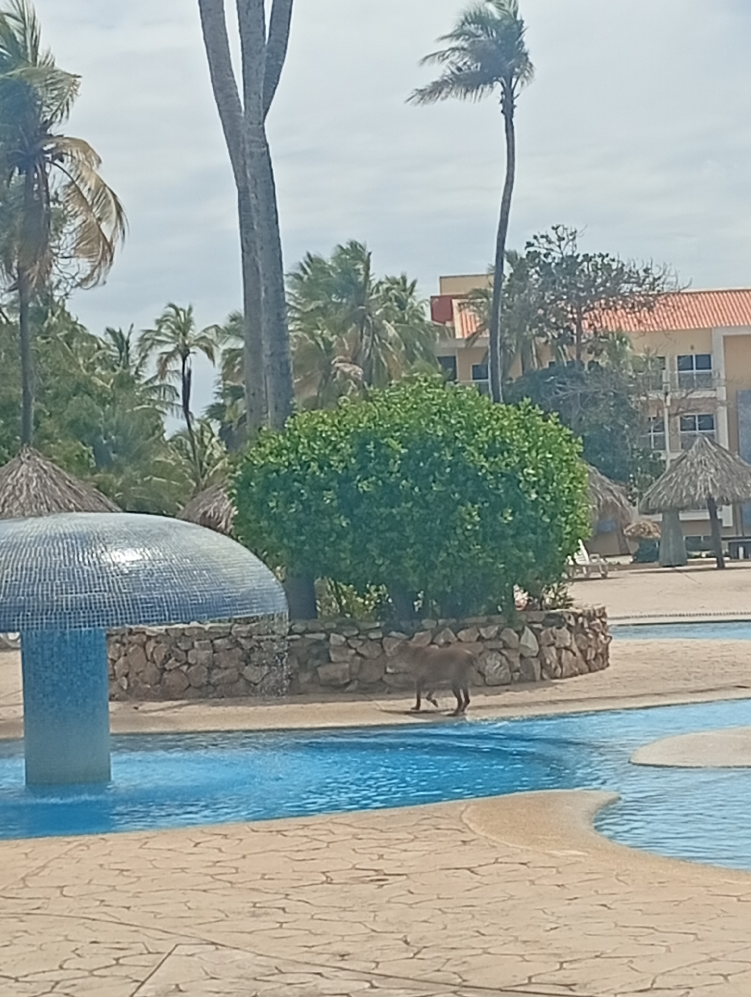 The photograph depicts a scene in Playa El Agua, Venezuela, centered around a swimming pool area. The pool is irregularly shaped with a tan, textured perimeter. A blue mosaic-tiled structure, likely a decorative fountain or architectural feature, stands at the edge of the pool. Beyond the pool, a low stone wall borders a patch of greenery with a small, brown capybara walking across it. In the background are palm trees and thatched-roof palapas. A multi-story building with an orange tile roof is also visible. The sky is overcast.