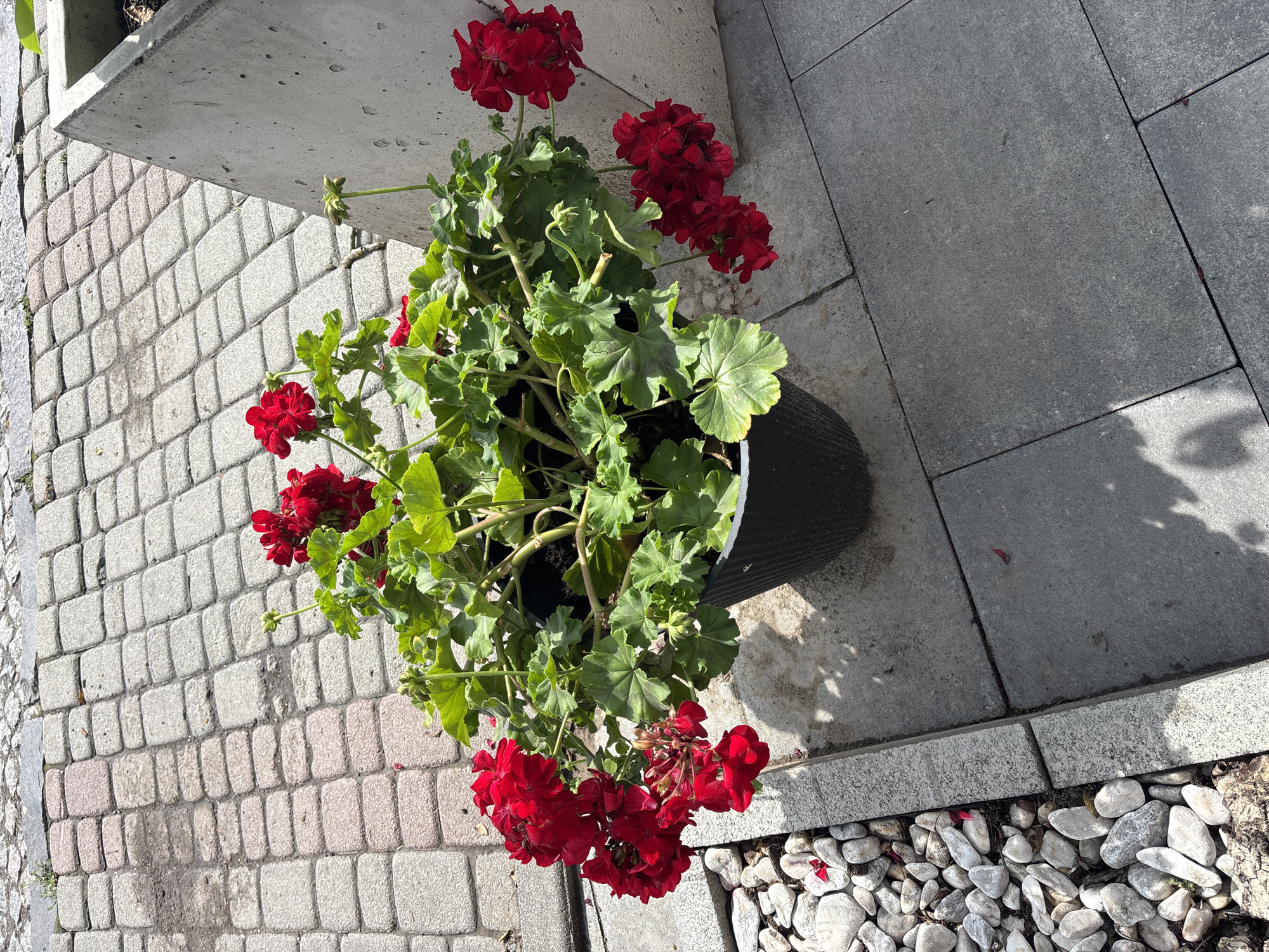 A potted red geranium plant with dark green leaves sits on a paved outdoor area. The plant is in a black textured pot. The ground is covered with grey rectangular paving stones and lighter colored paver bricks. To the left of the pot, there is a border of white and grey pebbles and mulch. A large, angular concrete planter is partially visible to the right of the geranium. The scene is illuminated by bright sunlight, casting shadows.