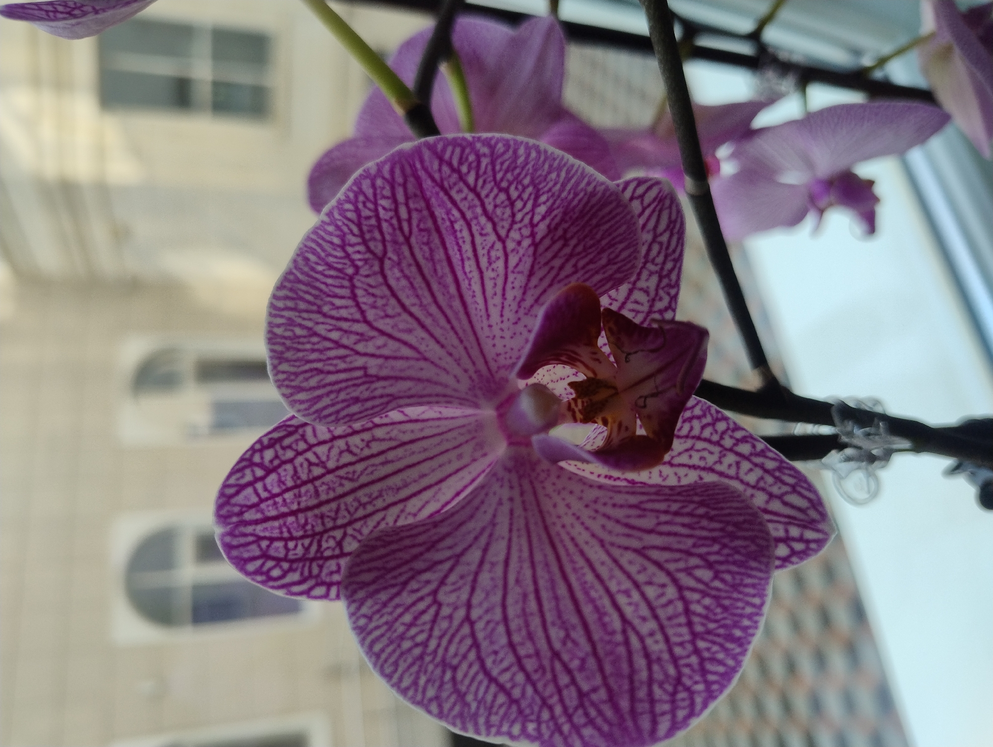 A close-up, eye-level shot focuses on a vibrant purple orchid with intricate dark purple veining against a softly blurred background of an outdoor building. The orchid's petals are wide and delicate, with a central, darker part that includes a small, light-colored stamen. The flower is attached to a thin, dark stem. In the background, the building appears to be light-colored stone or stucco, with arched windows and plain rectangular windows visible. The overall impression is of a still life with natural elements.