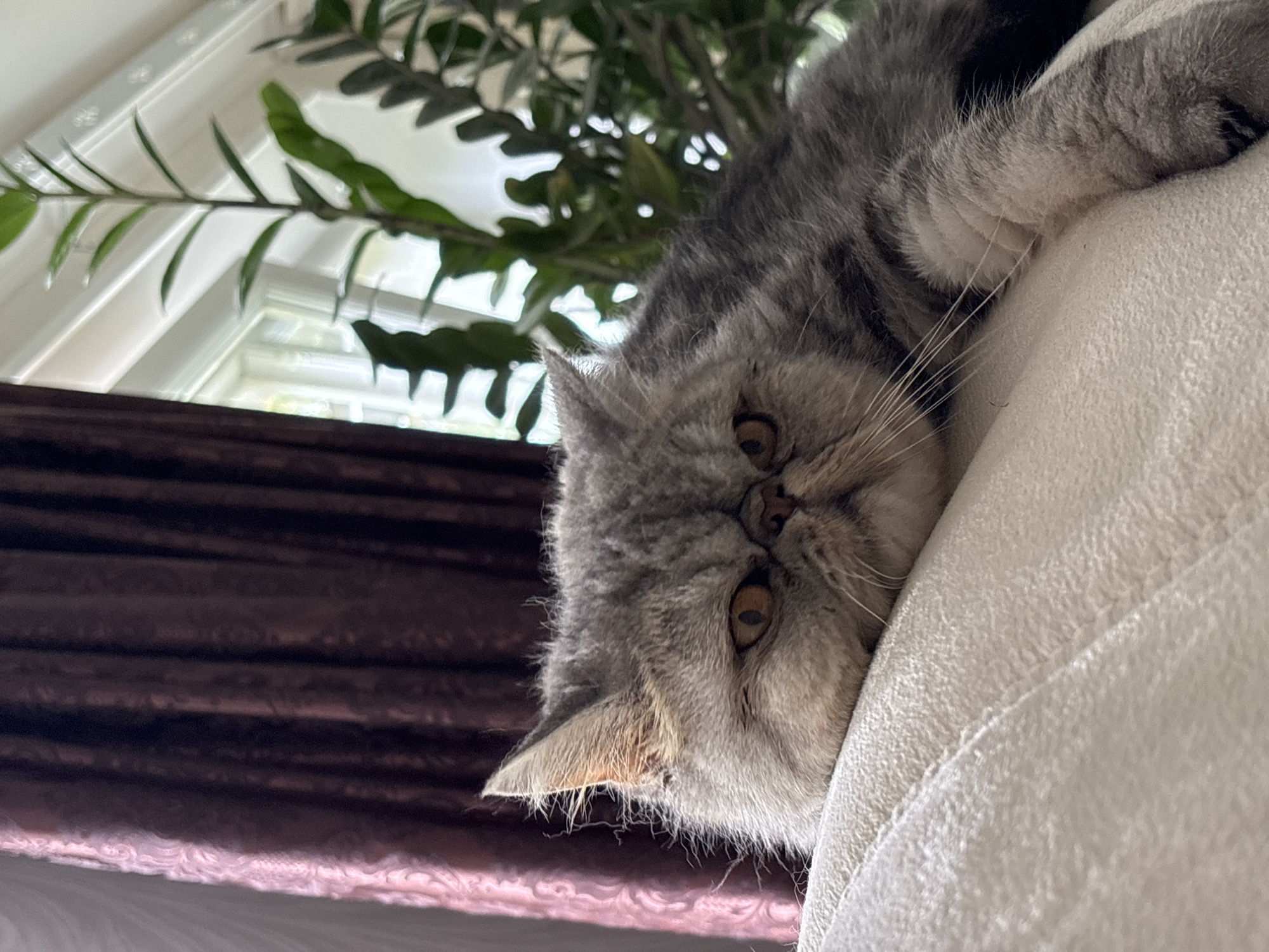 An exotic short-hair cat with grey and black tabby markings is lying on a light-colored textured cushion. The cat has a flat face, prominent cheekbones, and large amber eyes. Its fur appears fluffy, especially around its ears and face. The cat's head is resting on the cushion, and its body extends out of frame to the right. In the background, dark burgundy curtains are visible on the left, and a lush green plant with long, slender leaves is positioned to the right, near a window. The scene appears to be indoors, likely in a residential setting. There is no indication of the city of Chaikovsky, Russia, within the image itself.