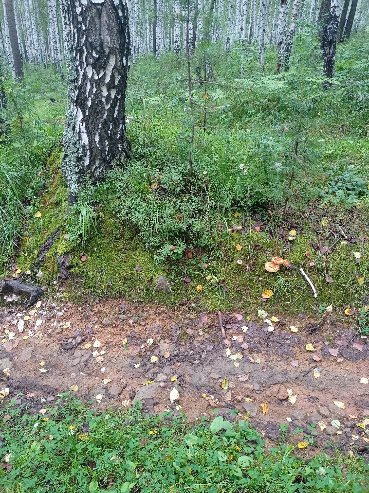 A natural scene unfolds in a forest located in the city of Degtyarsk, Russia. A prominent birch tree, characterized by its distinct black and white bark, stands in the foreground, its base covered in lush green moss. The surrounding ground is a mixture of dirt, rocks, and fallen leaves, with a path winding through it. Several small, brown mushrooms sprout from the mossy terrain. The background is filled with a dense collection of birch trees, their white trunks receding into the verdant forest. The atmosphere is overcast, contributing to the muted colors of the natural environment.