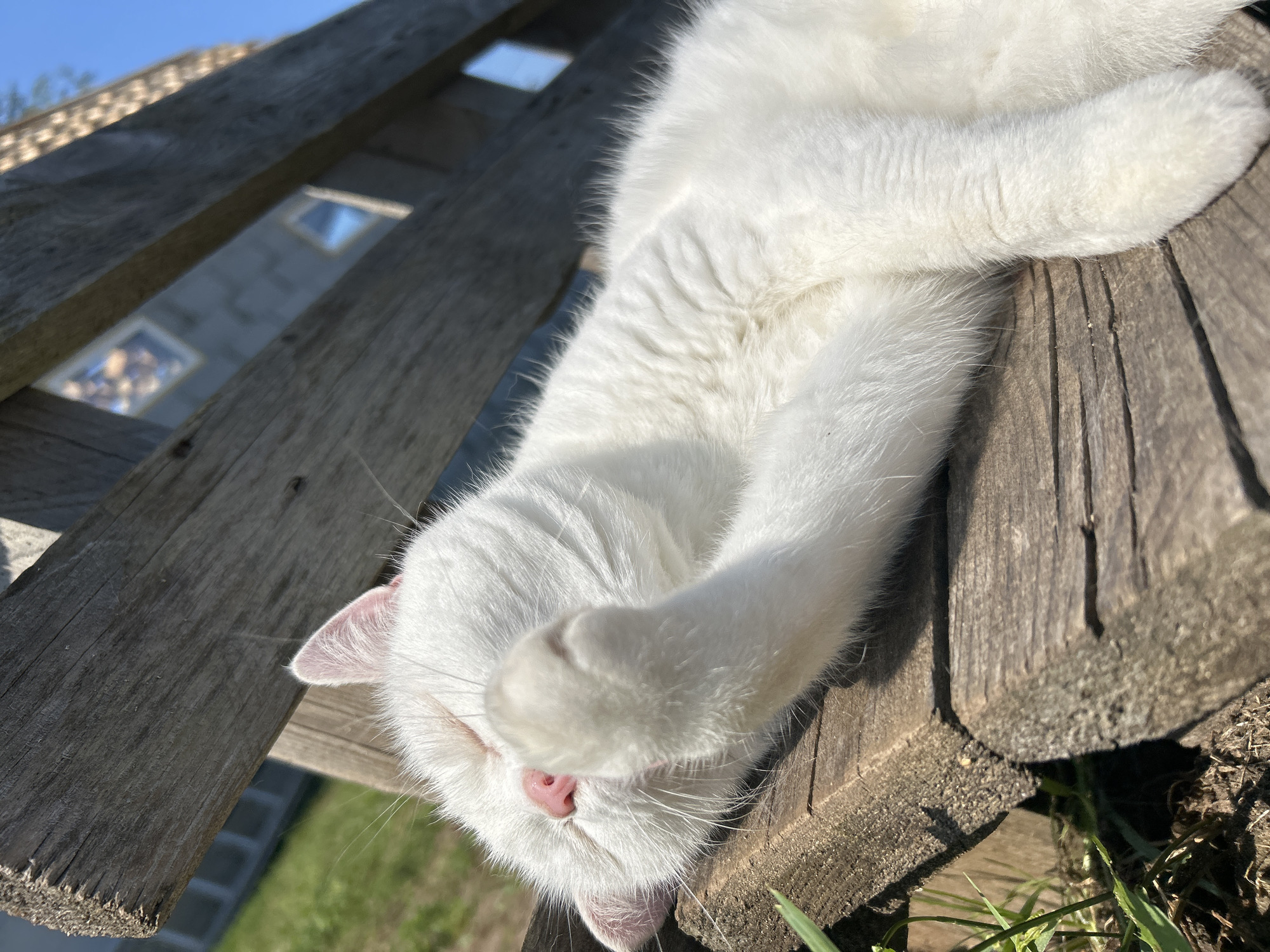 A close-up, eye-level shot captures a fluffy white cat napping outdoors on weathered wooden planks bathed in bright sunlight. The cat is curled on its side, with its front paws covering its face, possibly shielding its eyes from the sun or simply sleeping soundly. Its pink nose and visible ear are hints of its features. The wooden planks, with visible grain and wear, suggest an outdoor setting, perhaps a deck or a garden bench. In the background, through gaps in the wood, a hint of a building with windows and green grass can be seen, indicating a residential or garden area. The strong sunlight and shadows suggest it is daytime, likely a clear and warm day. No text is visible in the image.