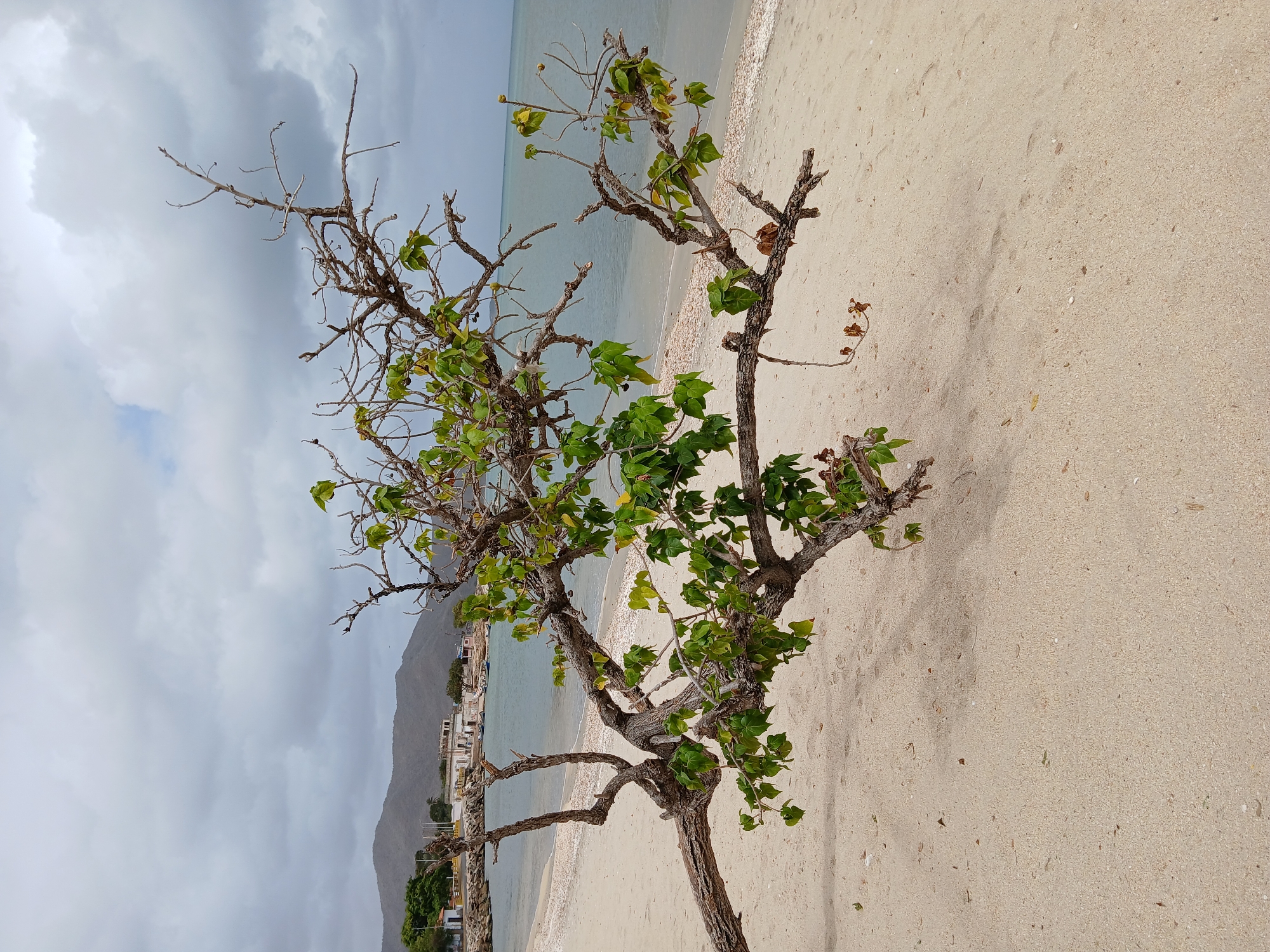 This image presents a sideways view of a tree situated on a sandy beach. The tree has a combination of bare branches and green leaves. Behind the tree is a view of the ocean under a cloudy sky. In the background, the built environment of Juan Griego, Venezuela, including buildings and a mountain, is visible. The beach appears to be relatively empty.