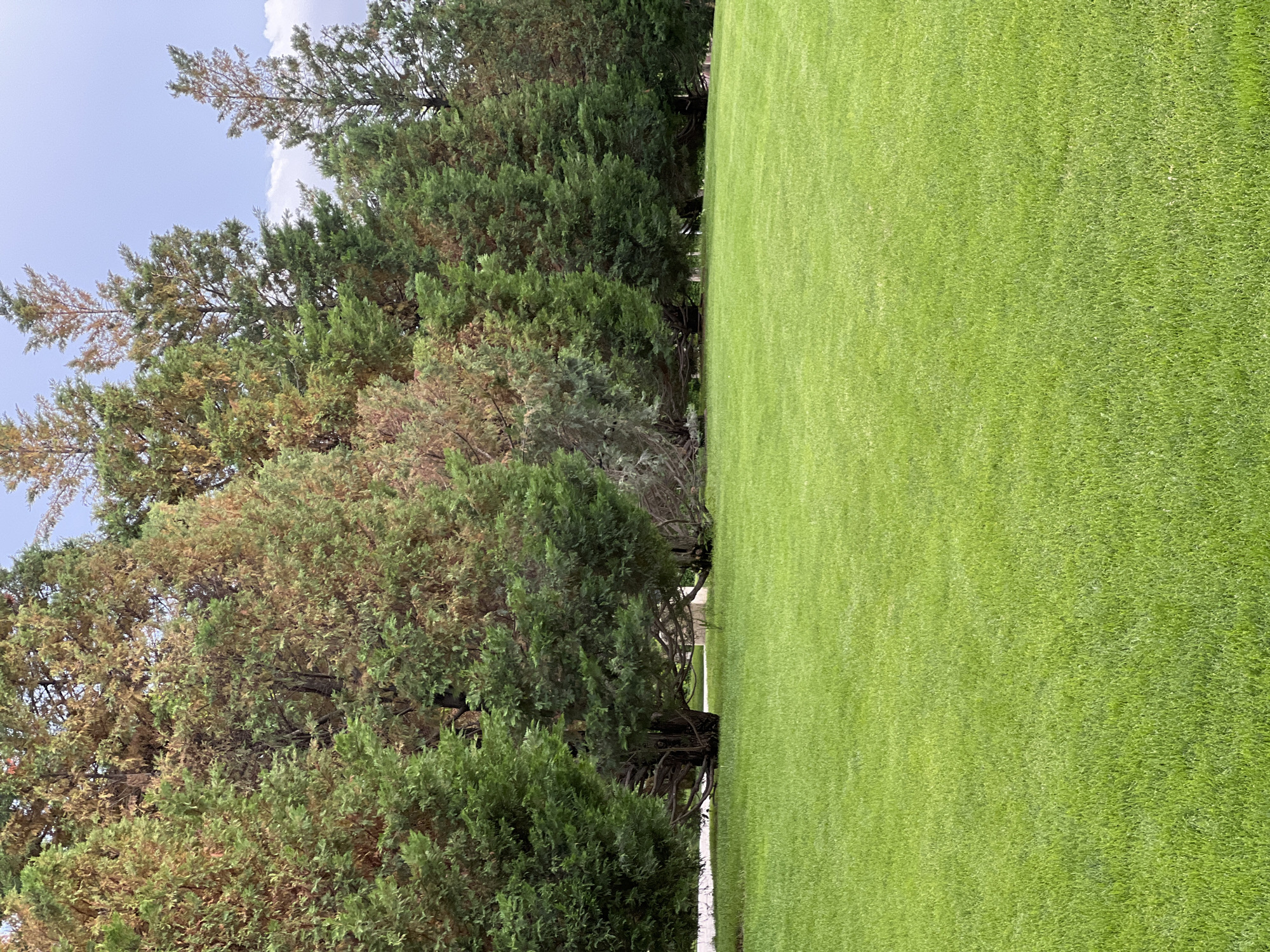This image depicts a serene outdoor landscape, primarily divided between a dense line of trees and an expansive, manicured lawn. On the left side of the frame, a variety of trees and shrubs create a thick, natural boundary. The foliage displays a mix of vibrant greens and noticeable areas of reddish-brown, suggesting either different species of evergreens or some seasonal change/stress in the leaves, possibly conifers like junipers or cedars. Parts of a clear, light blue sky with scattered white clouds are visible through the gaps in the tree canopy and above it.
The right side of the image is dominated by a vast, uniformly green lawn. The grass appears meticulously cut and well-maintained, indicating a cultivated area such as a park, golf course, or large garden. The texture of the grass is visible, showing individual blades contributing to the smooth, carpet-like appearance.
The scene is captured during daylight hours, under what appears to be fair weather conditions with bright, diffused light. There are no individuals, animals, or discernible activities taking place within the frame. No artificial structures or textual elements are visible. The overall impression is one of natural beauty and tranquility in a well-kept outdoor environment.