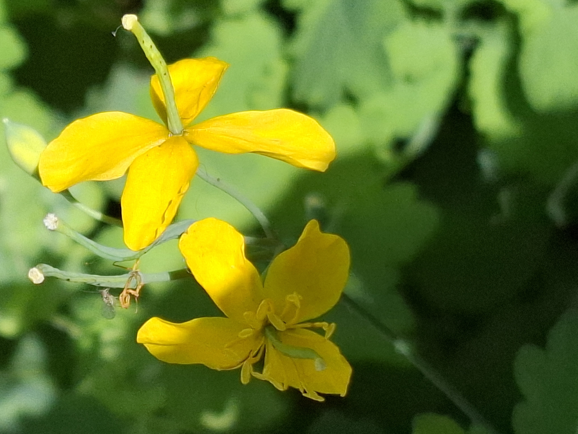 Two bright yellow flowers are in sharp focus against a blurred green background of foliage. The flower on the left is partially open, with its petals unfurled. The flower on the right is fully open, showing its delicate stamen and pistil. A tiny insect, possibly a fly or a small spider, is perched on a thin green stem between the two flowers. The overall impression is one of natural beauty and delicate life.