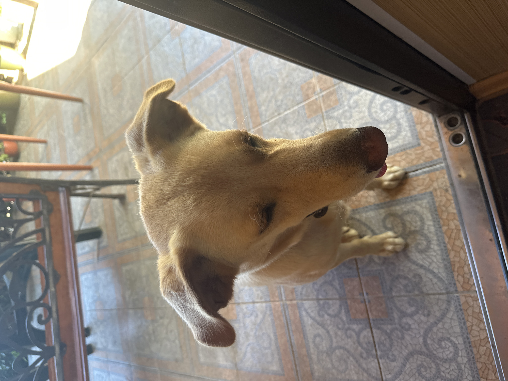 A light brown dog with floppy ears is looking down and slightly to the right, with its pink tongue sticking out. The dog is on a tiled floor with a decorative pattern. In the background, there is a table with metal railings and wooden legs, and a glimpse of outdoor space with sunlight. The dog is positioned near a dark doorway or opening. The scene appears to be an outdoor patio or porch area. There is no indication of the city of Sochi, Russia.