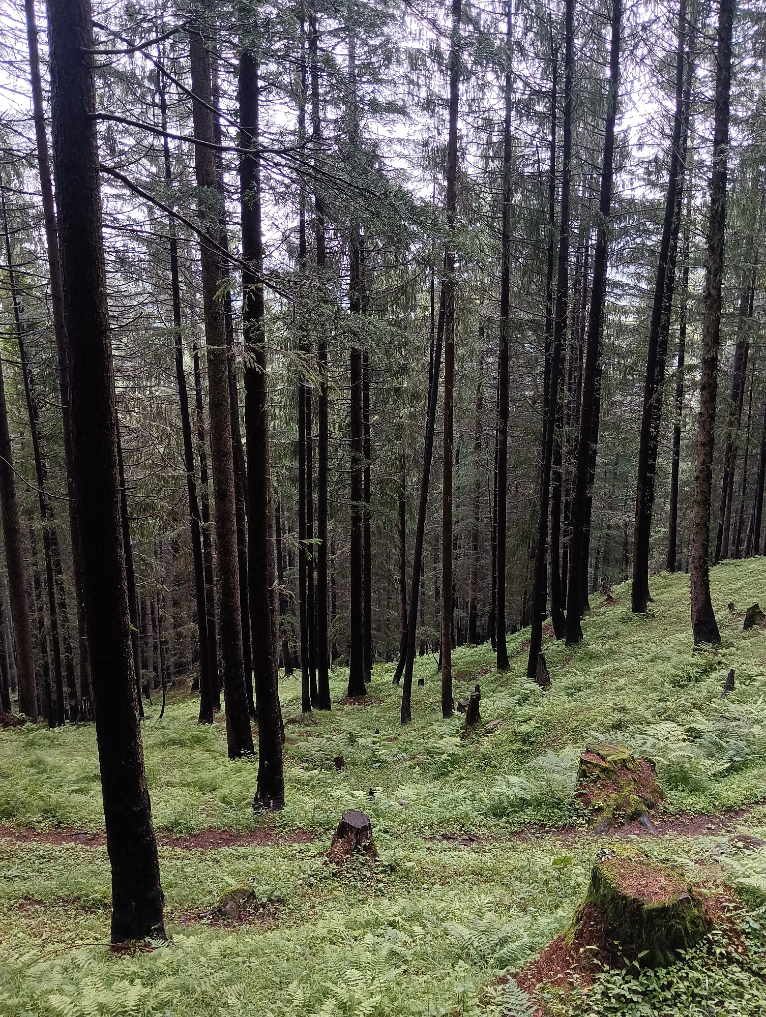 The image depicts a dense coniferous forest, possibly in Chhyal, India, characterized by tall, dark-barked trees that create a canopy overhead. The forest floor is carpeted with lush green ferns and other low-lying vegetation. Several tree stumps are visible, some covered in moss, indicating past logging or natural decay. The lighting suggests an overcast day, with diffused light filtering through the branches, creating a somber and natural atmosphere. There are no people or animals present in the scene. The overall impression is one of a wild and undisturbed natural environment.