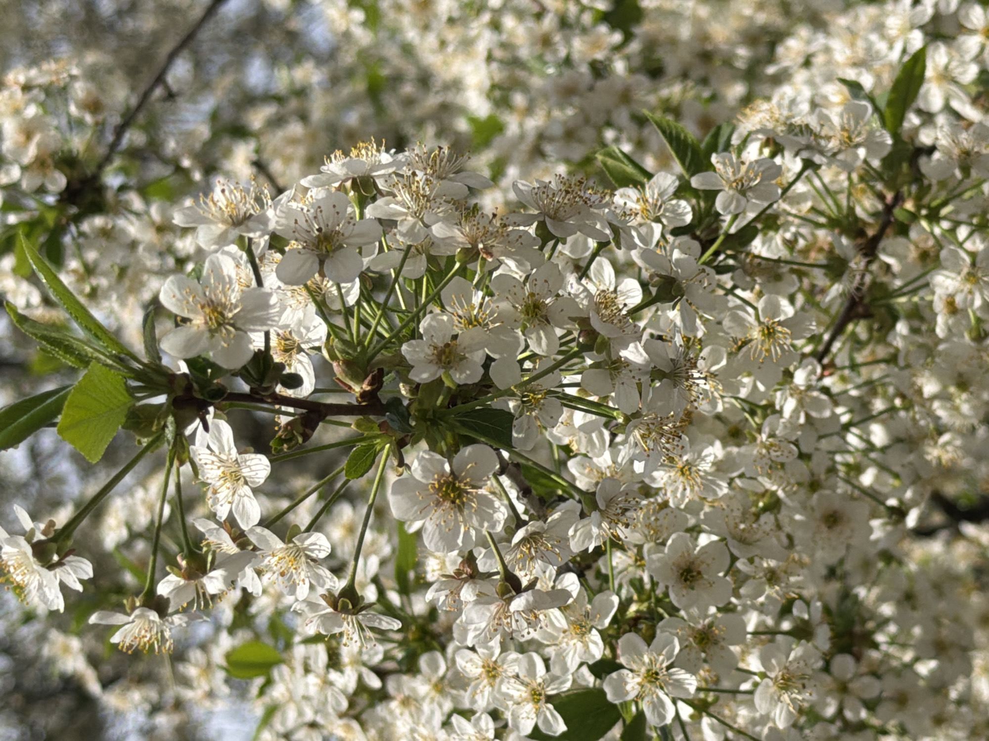 A close-up shot of white cherry blossoms in full bloom. The flowers are densely packed on the branches, obscuring much of the background. Some green leaves are visible among the blossoms. The lighting suggests it is daytime. No people are visible. The location is not discernible from the image.