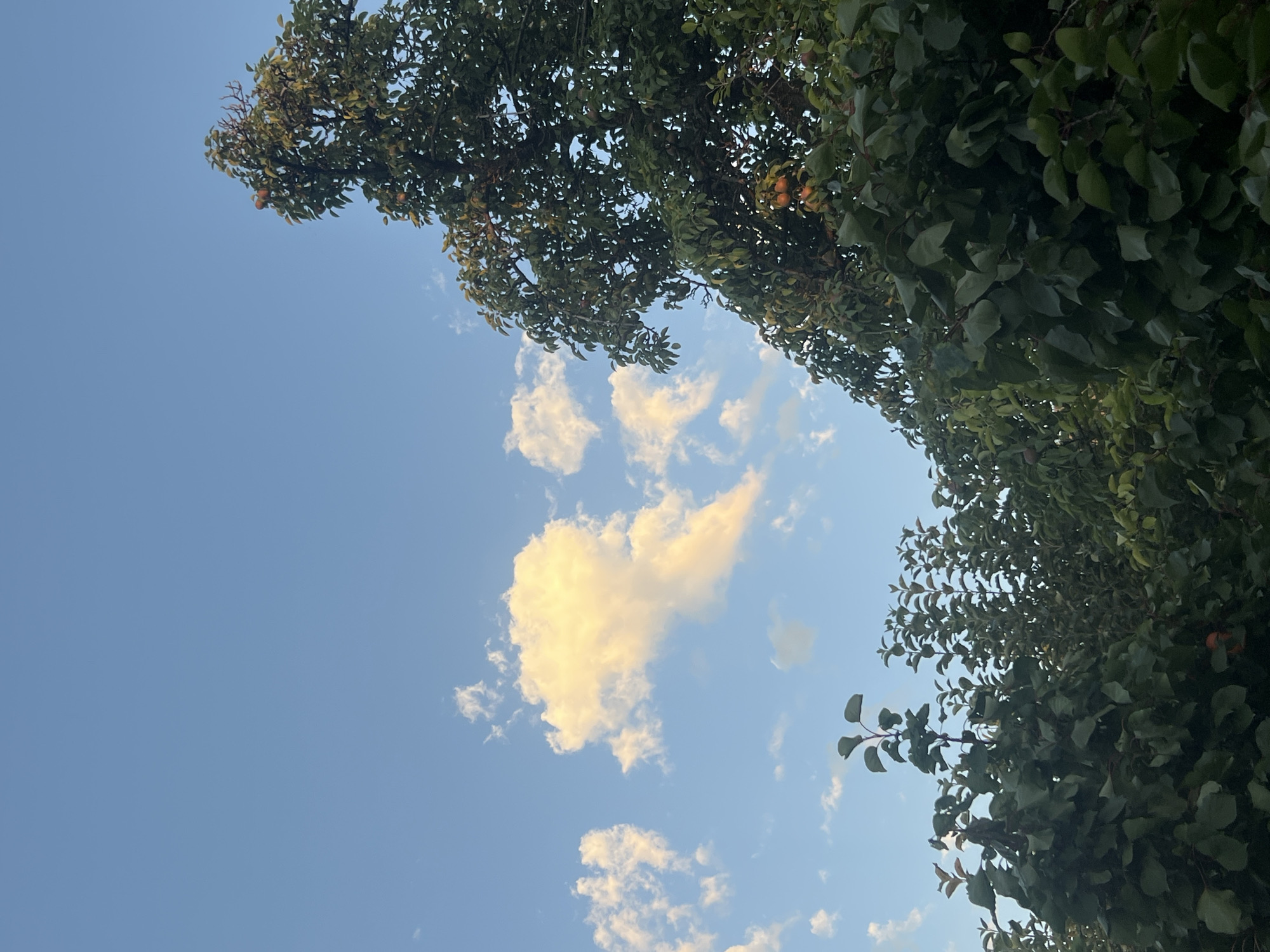 A low-angle shot captures a section of a tree laden with fruit, set against a clear blue sky with scattered, illuminated clouds. The tree, which appears to be a fruit-bearing variety such as an apricot tree, dominates the right side of the frame. Its dense foliage is a deep green, and several orange fruits are visible amongst the leaves. In the lower left and central portions of the image, the tops of other trees with lush green leaves are visible, suggesting a garden or orchard setting. The sky is a vibrant blue, with a prominent, golden-tinged cumulus cloud situated in the upper left quadrant, and smaller, wispy clouds scattered throughout. The image provides a glimpse of nature within the city of Kadji Say, Kyrgyzstan, likely during daylight hours. There are no people or animals present in the scene.
