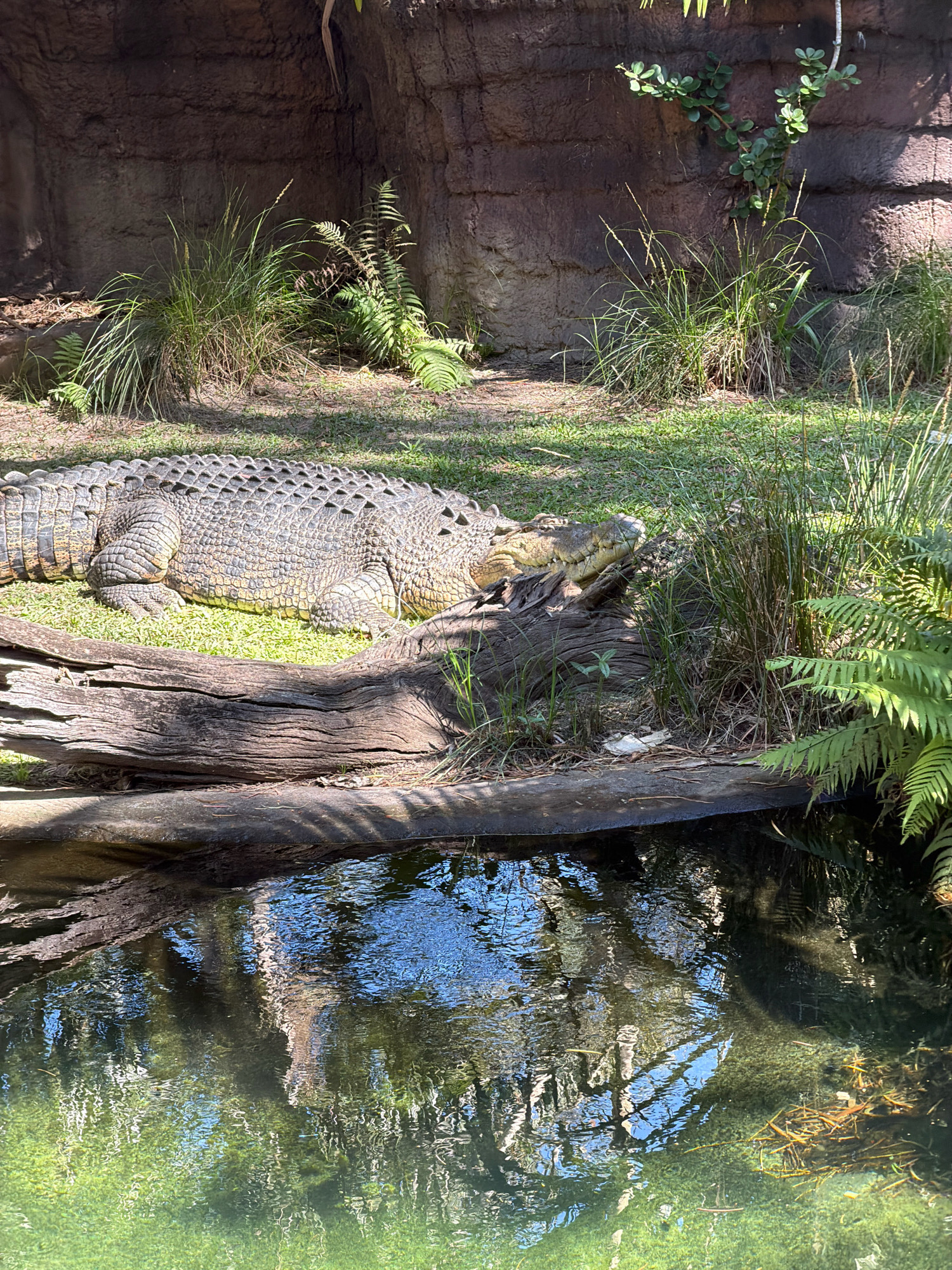 An adult saltwater crocodile rests on a grassy bank next to a fallen log. The crocodile is oriented parallel to the log, with its head facing to the right and its body extending out of frame to the left. Its scaly, grey-green skin is visible, along with its powerful legs and tail. Behind the crocodile, a rough, textured rock wall forms the backdrop, with various grasses and ferns growing at its base. A body of dark water, reflecting the sky and surrounding vegetation, lies in the foreground. The scene is bathed in sunlight, creating shadows that fall across the grass and water. This photograph was taken at the Australia Zoo in Beerwah, Australia.