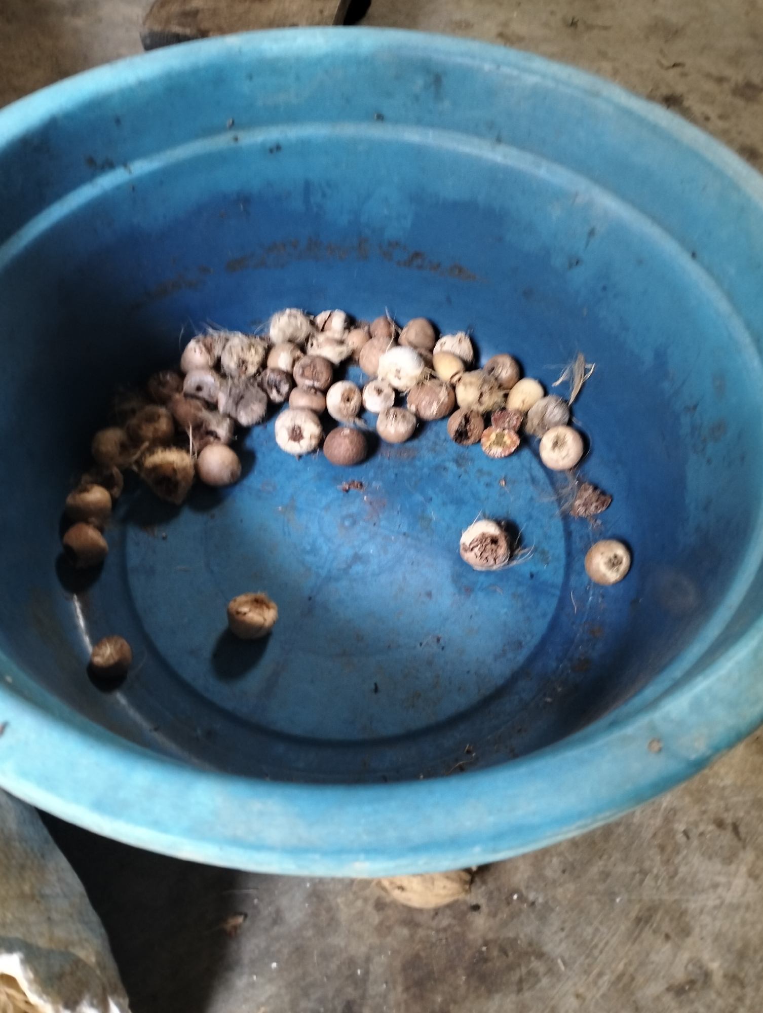 The image shows a close-up, high-angle view of a blue plastic basin filled with betel nuts, some of which appear to be cracked open. The basin is sitting on a concrete or dirt floor, with a wooden object visible in the upper left corner. The lighting is dim, casting shadows within the basin and on the surrounding floor. The scene is devoid of people, and no specific actions or interactions are depicted. The location is not discernible from the image itself; it is a generic indoor or outdoor setting.