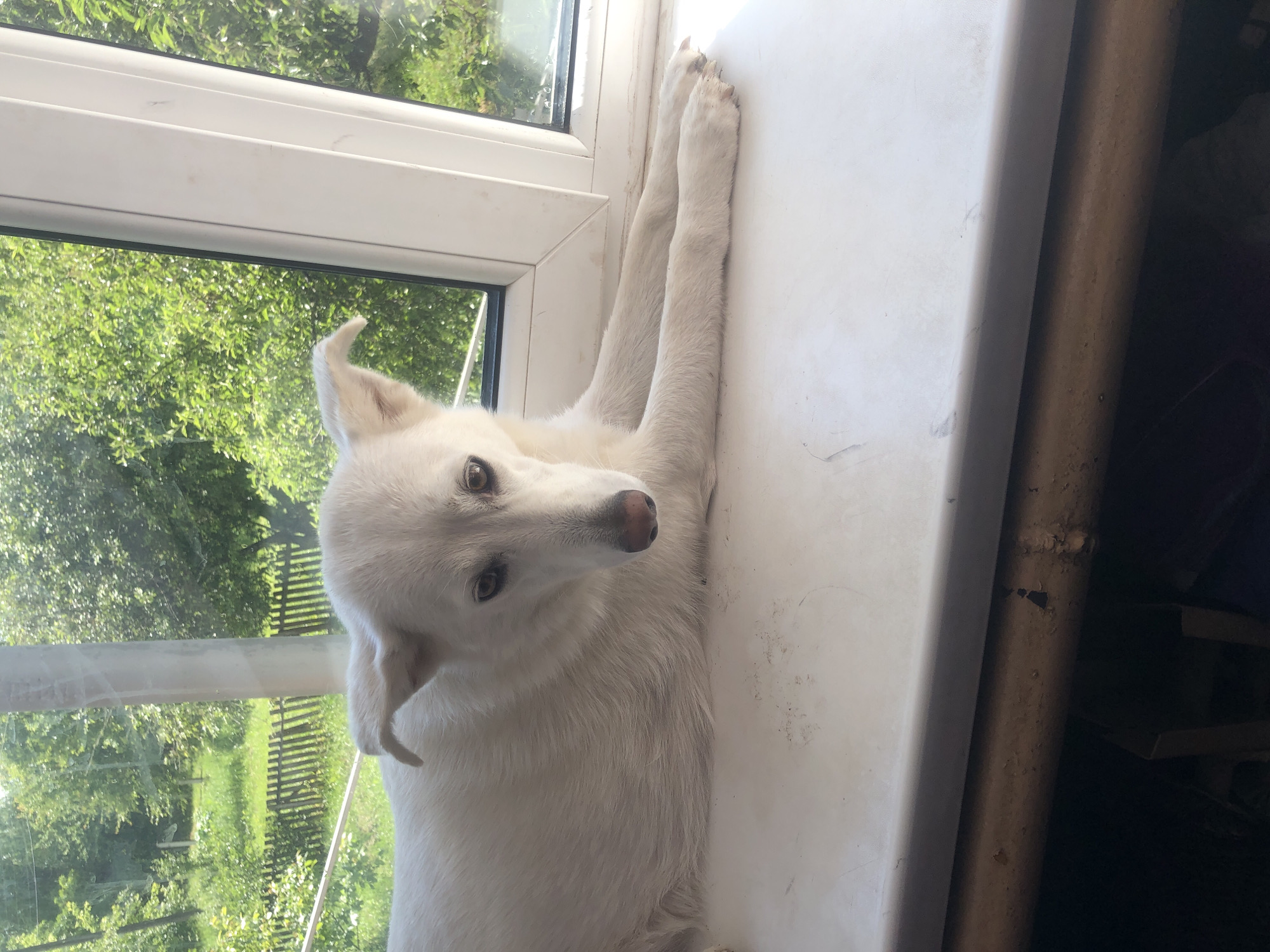 A white dog is lying on a windowsill with its body facing left and its head turned towards the camera. The dog has light brown eyes and its ears are perked up. Outside the window, there are green trees and a wooden fence. The windowsill appears to be made of a white material and there are some smudges and dirt marks on it. The background inside the house is dark and out of focus. The image is taken from a slightly elevated angle. This scene is likely located in Tabaivka, Ukraine, a rural area known for its natural landscapes.