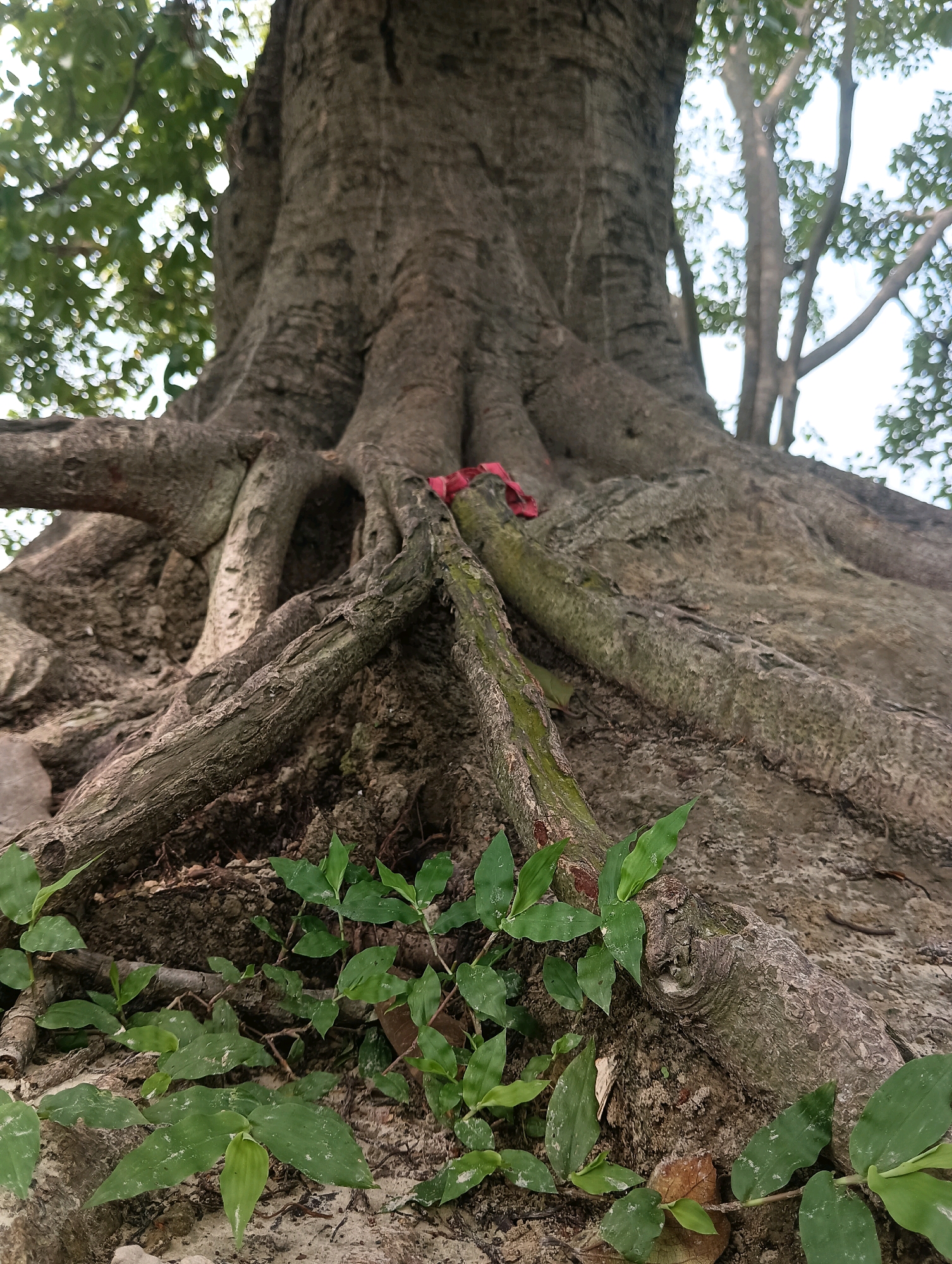 The image shows the base of a large tree with extensive, gnarled roots. The bark of the tree is rough and textured, with shades of gray and brown. Several thick roots spread out from the trunk, some partially buried in the sandy soil. A small piece of red cloth is tied around one of the roots. Green vines with broad leaves grow around the base of the tree and among the roots, contrasting with the earthy tones of the tree and soil. The background is blurred, with hints of green foliage and sky visible, suggesting an outdoor setting. The image is taken from a low angle, emphasizing the size and presence of the tree.