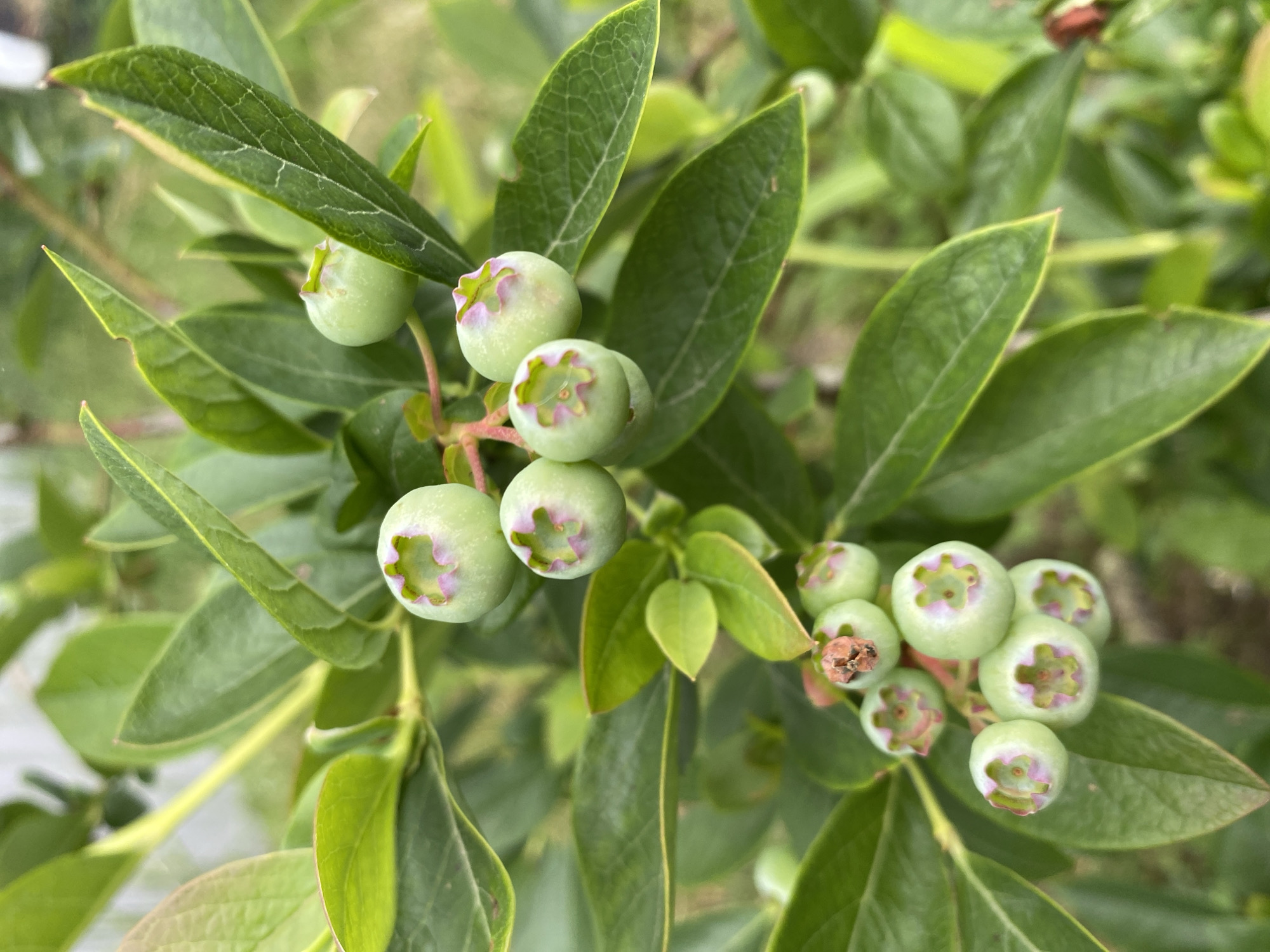 A close-up, vertical, eye-level shot features a cluster of unripe blueberries on a bush. The berries are a pale green color and are mostly spherical, with a slightly flattened top where the blossom end is visible, showing a pinkish-purple star-shaped pattern. The berries are on slender stems, some of which are tinged with red. Lush, green leaves surround the fruit, with some leaves showing visible veining. The background is blurred, suggesting an outdoor environment with hints of green foliage and possibly a fence. The lighting is natural, and the focus is sharp on the blueberries and surrounding leaves. The scene appears to be in a garden or natural setting.