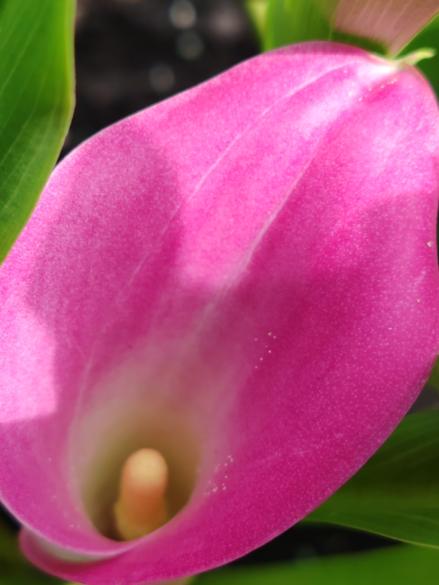 A close-up, macro photograph captures the vibrant pink petal of a Calla Lily. The flower is the primary subject, filling the frame with its smooth, velvety texture. Subtle variations in pink hue are visible, with lighter, almost white, areas near the center where the petal curves inward. Tiny, light-colored specks are scattered across the petal's surface, likely dust or pollen. The flower is partially surrounded by blurred green leaves, suggesting an outdoor or garden setting. The background is dark and out of focus, with soft bokeh highlights, implying a shallow depth of field. The overall lighting is natural, highlighting the flower's form and texture. The image does not depict any identifiable location in the city of Чухлэм, Russia.