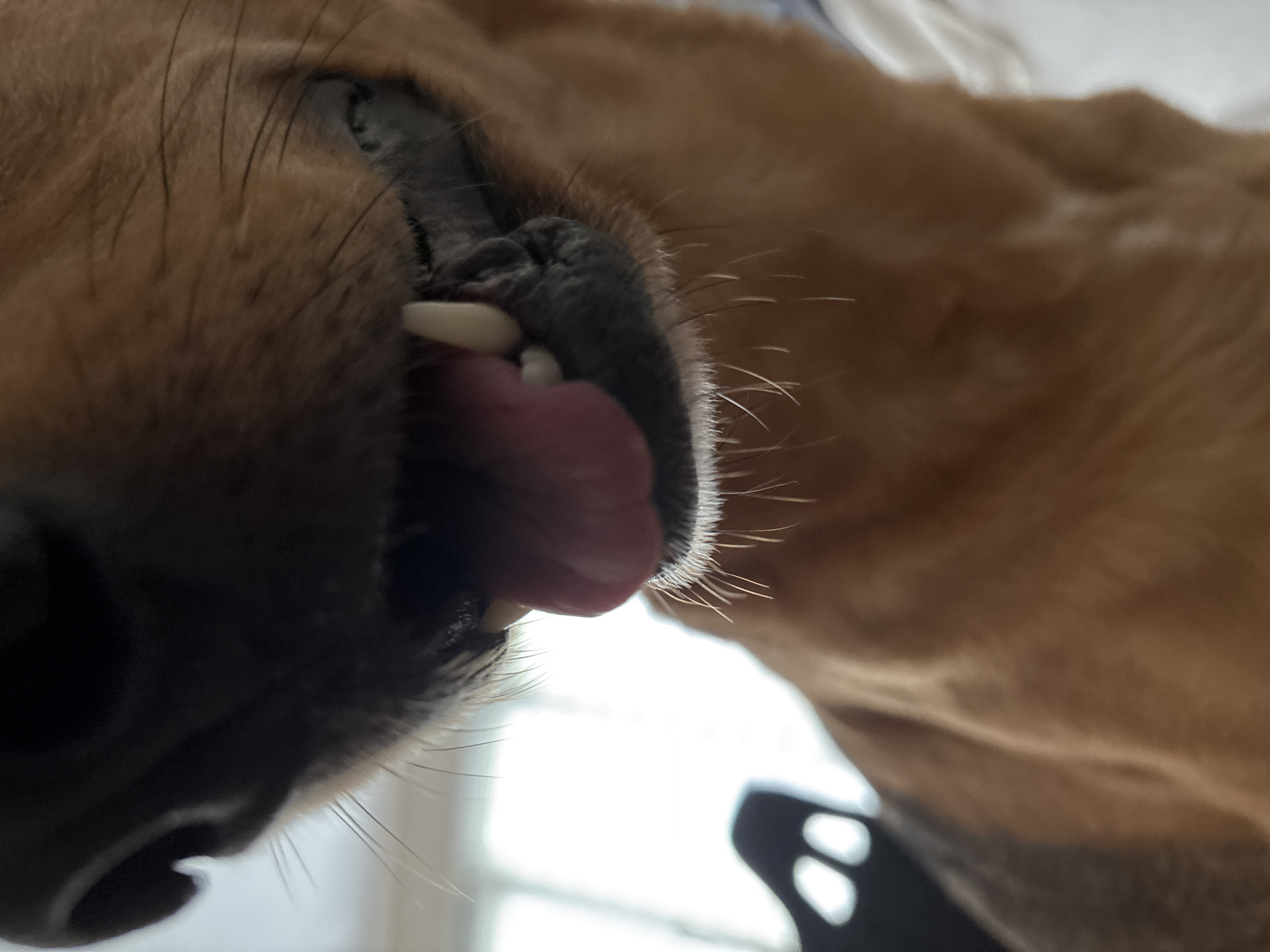 A close-up, low-angle shot shows the muzzle and mouth of a tan and black dog. The dog's mouth is slightly open, revealing a pink tongue and white teeth. The fur on its chin is visible, with long white whiskers. In the background, out of focus, are two oval-shaped lights, possibly from a window or lamp, and a dark object with a curved shape. The lighting suggests an indoor setting. The scene is not identifiable as being in Saint Petersburg, Russia.