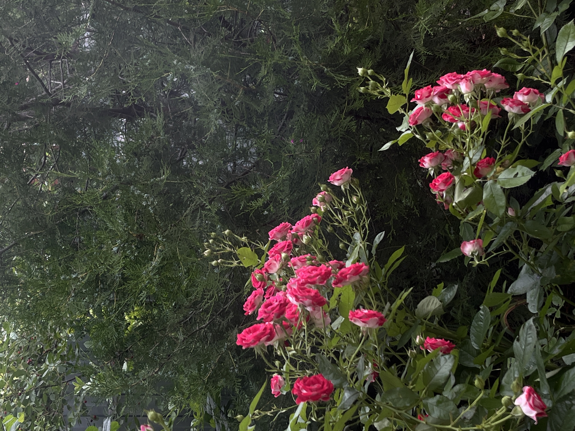 This media file captures a close-up view of a rose bush with abundant pink and white flowers, set against a backdrop of lush green foliage, likely a conifer. The roses are the prominent subject, with many blooms in various stages of opening, showcasing their delicate petals. The conifer, appearing dense and dark green, occupies the left side of the frame, providing a strong contrast to the brighter roses.
The scene suggests an outdoor setting, possibly a garden or natural area, given the presence of the two distinct plant types. The lighting appears soft, hinting at either an overcast day or early morning/late evening. There are no people or animals visible, and the focus is solely on the botanical elements. The image evokes a sense of natural beauty and tranquility. No text is visible within the media file. The location context of Novopokrovskaya, Russia, suggests a temperate climate where such flora would thrive.