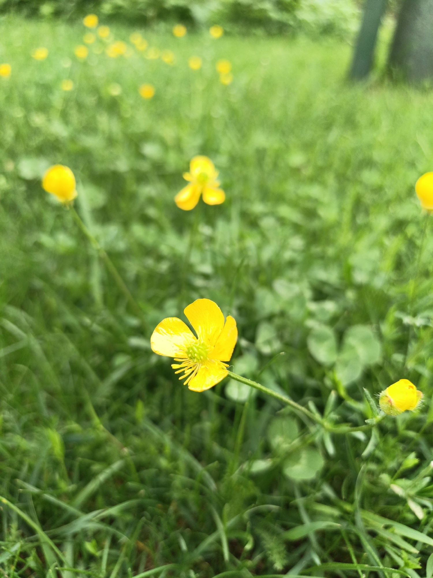 The image shows a close-up view of a grassy field with several yellow buttercup flowers in focus. The grass is green and slightly blurred. In the background, there are more buttercups, but they are out of focus. There is a tree trunk in the far upper right corner of the image. The location is assumed to be a grassy area in the city of Лосева, Belarus.