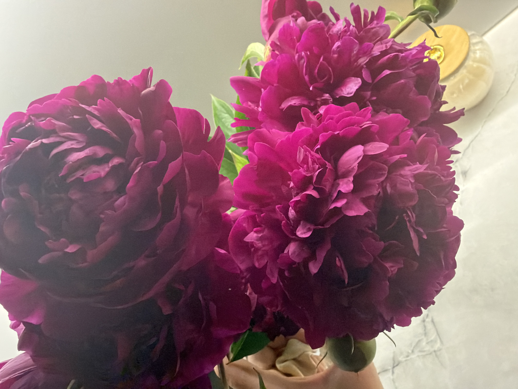 A close-up shot captures a bouquet of deep magenta peonies against a light, neutral background. The flowers are large and luxuriant, with layers of ruffled petals creating a sense of volume and depth. The lighting is soft and diffused, highlighting the rich color of the blooms and casting gentle shadows. A hint of green foliage is visible among the flowers, adding a touch of natural contrast. In the background, a small, round object with a gold accent is partially obscured, appearing to be a decorative element or a candle. The texture of the background is subtly patterned, suggesting a surface like a tablecloth or countertop. The overall impression is one of natural beauty and delicate elegance, evoking a sense of calm and appreciation for the flowers. There is no visible text in the image.