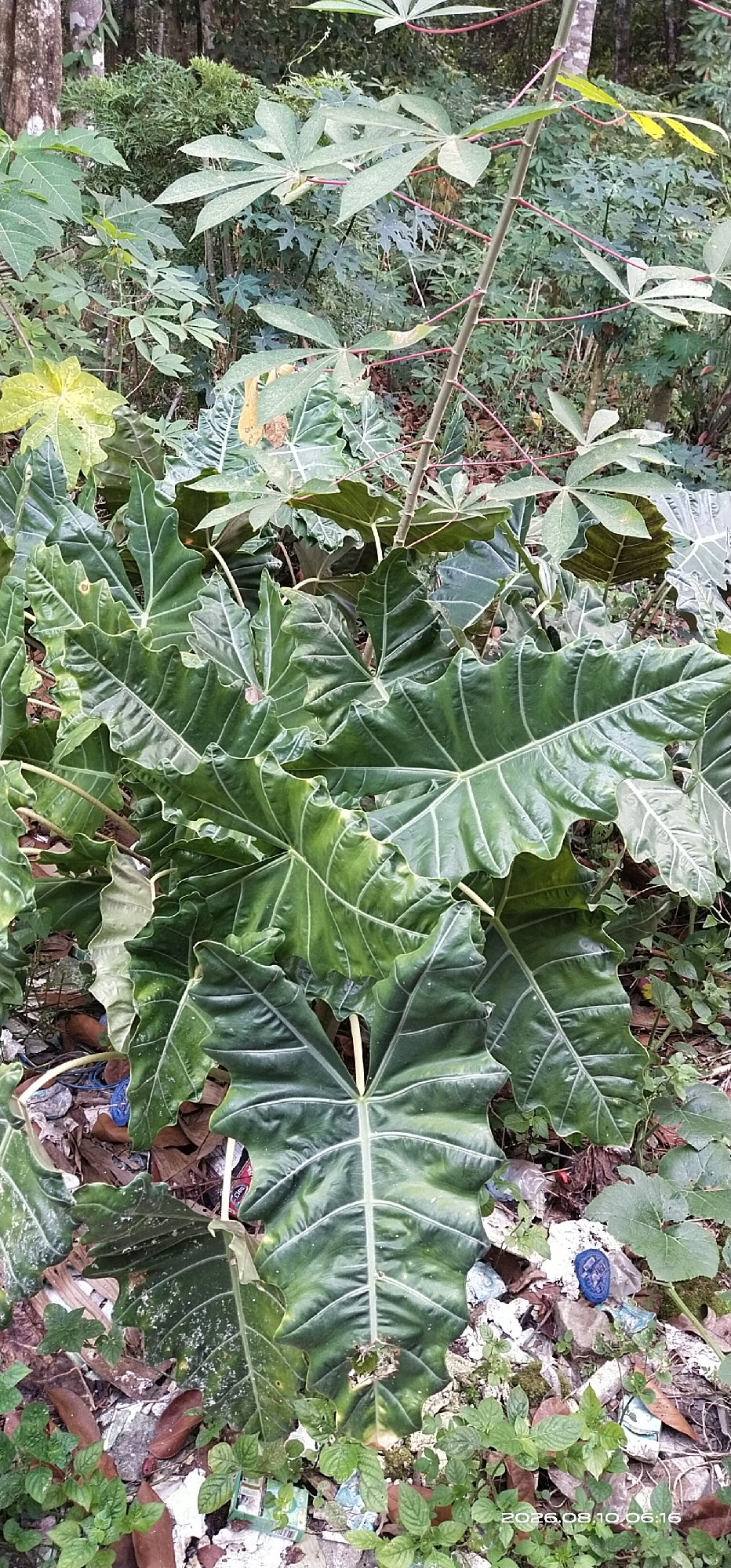 The image depicts an outdoor scene with lush green vegetation, dominated by large, dark green, arrowhead-shaped leaves with prominent white veins. These leaves are characteristic of the Alocasia plant. The plant is situated on the ground, surrounded by other greenery, fallen leaves, and debris, including what appears to be plastic waste. In the background, there are more plants, some with palmate leaves, and tree trunks. The overall environment suggests a tropical or subtropical setting, likely in a natural or semi-natural area with some degree of human impact due to the presence of litter. The lighting indicates it is daytime, with the sun casting some shadows. The image appears to have been taken with a mobile phone, as evidenced by the timestamp in the lower right corner reading "2026.08.10 06:16". The location is identified as Matabu, Indonesia, implying this scene is within a rural or natural area of that region. There are no people or animals visible in the image.