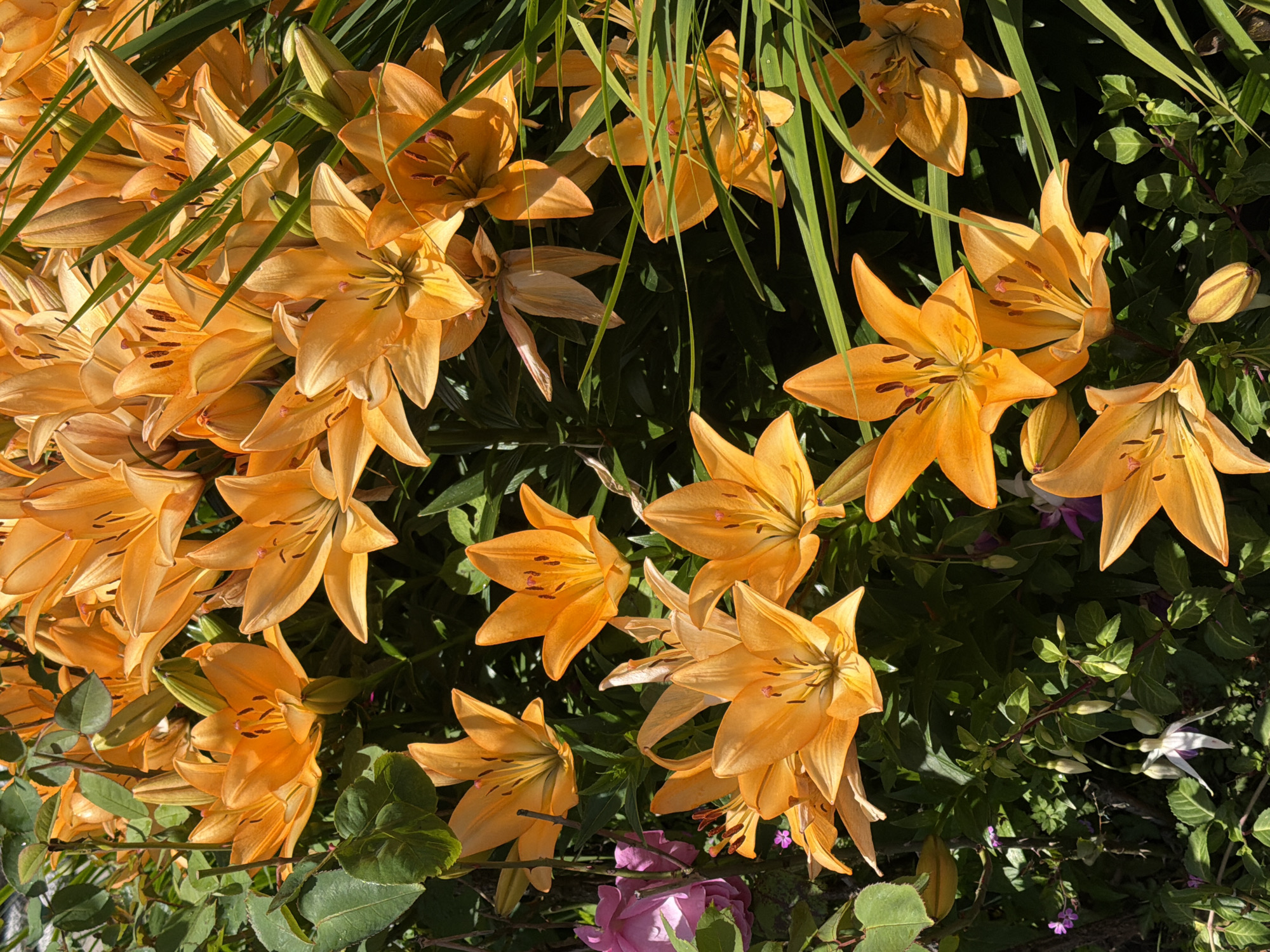This is a close-up, eye-level shot of a dense patch of bright orange lilies with dark green foliage. The lilies are the dominant subject, with many in full bloom and others in bud. The flowers have six petals, each with dark brown speckles near the center and prominent stamens tipped with dark anthers. The lighting suggests it is daytime, with sunlight casting shadows and highlighting the textures of the petals and leaves. The background is filled with the dark green of the lily leaves and stems, as well as some other green foliage. To the left and bottom of the frame, there are hints of other plants, including a cluster of pink flowers and a single white and purple flower hanging downwards. The image appears to be a photograph taken outdoors, likely in a garden or a natural setting. The location in Cannon Beach, United States of America is not directly indicated by any visual cues within the image itself.