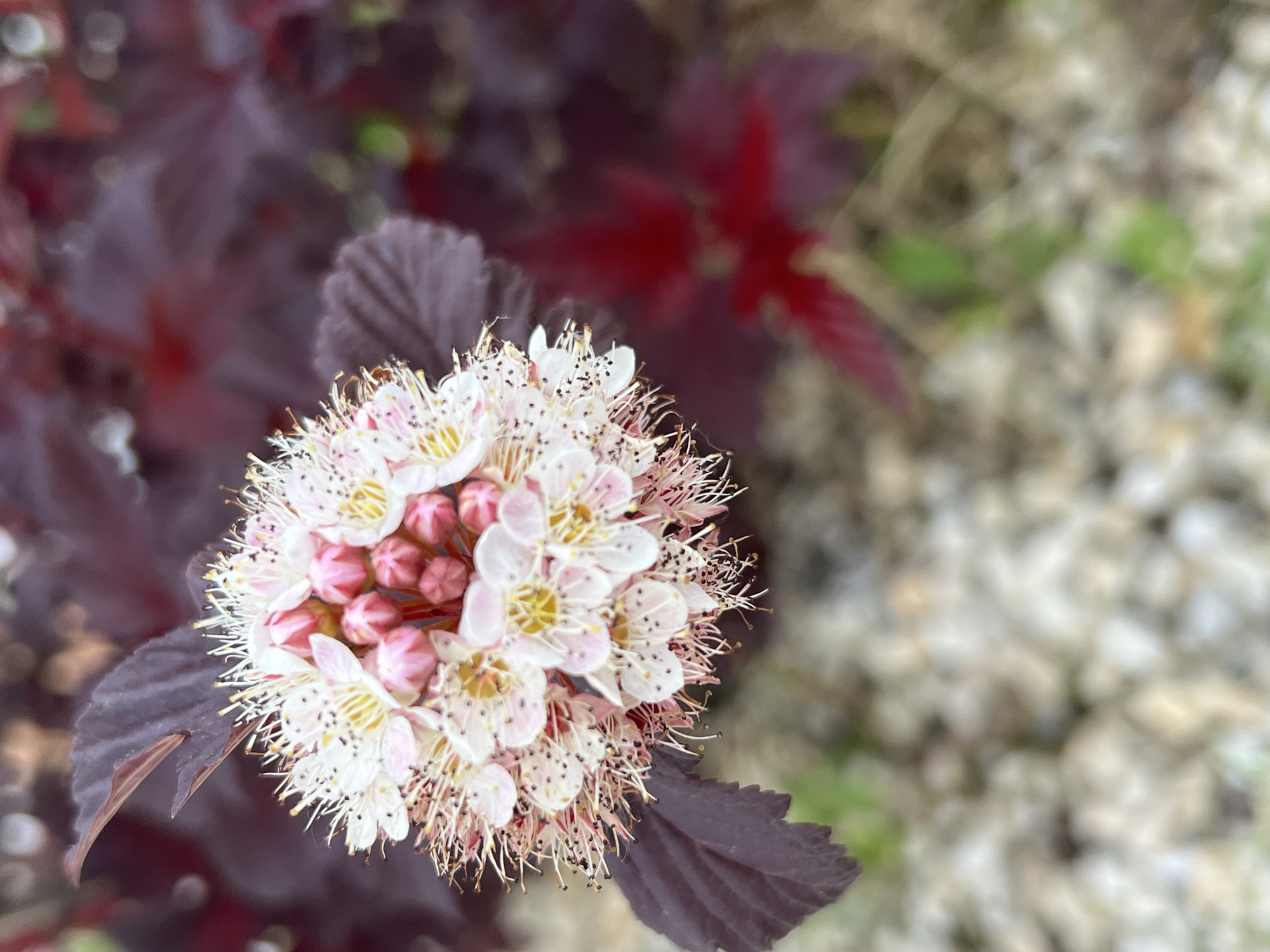 A close-up, shallow-depth-of-field photograph shows a spherical cluster of small, delicate flowers, primarily white with hints of pink and yellow centers. The flowers have numerous fine, wispy stamens extending outwards, some tipped with dark pollen. Surrounding the flower cluster are dark, reddish-purple leaves, some of which are in focus and show visible veins. The background is a blur of colors, with lighter, pebble-like textures in the foreground and darker, more diffuse shapes in the mid-ground and background, suggesting foliage or other plant elements. There is no information in the image to indicate its location in Yekaterinburg, Russia.