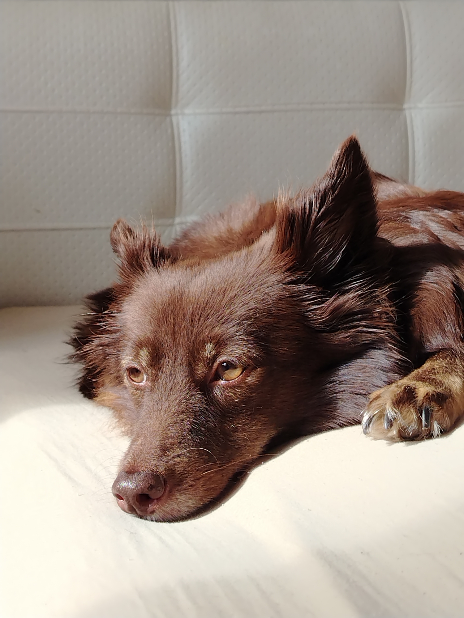 A close-up shot shows a brown dog lying down on a white surface, possibly a couch or bed, with its head resting. The dog appears to be relaxed or tired, with its eyes partially closed and a pensive expression. Sunlight streams in from the left, casting shadows across the dog's fur and the white surface, indicating it's daytime. The background is a white, quilted texture, likely part of the furniture. The dog's fur is a rich brown color, with lighter brown hues around its face and ears. Its paws are visible, with one resting on the surface and showing its claws. The scene conveys a sense of peace and quiet, suggesting a moment of rest for the animal in a comfortable indoor setting. No text is visible in the image.