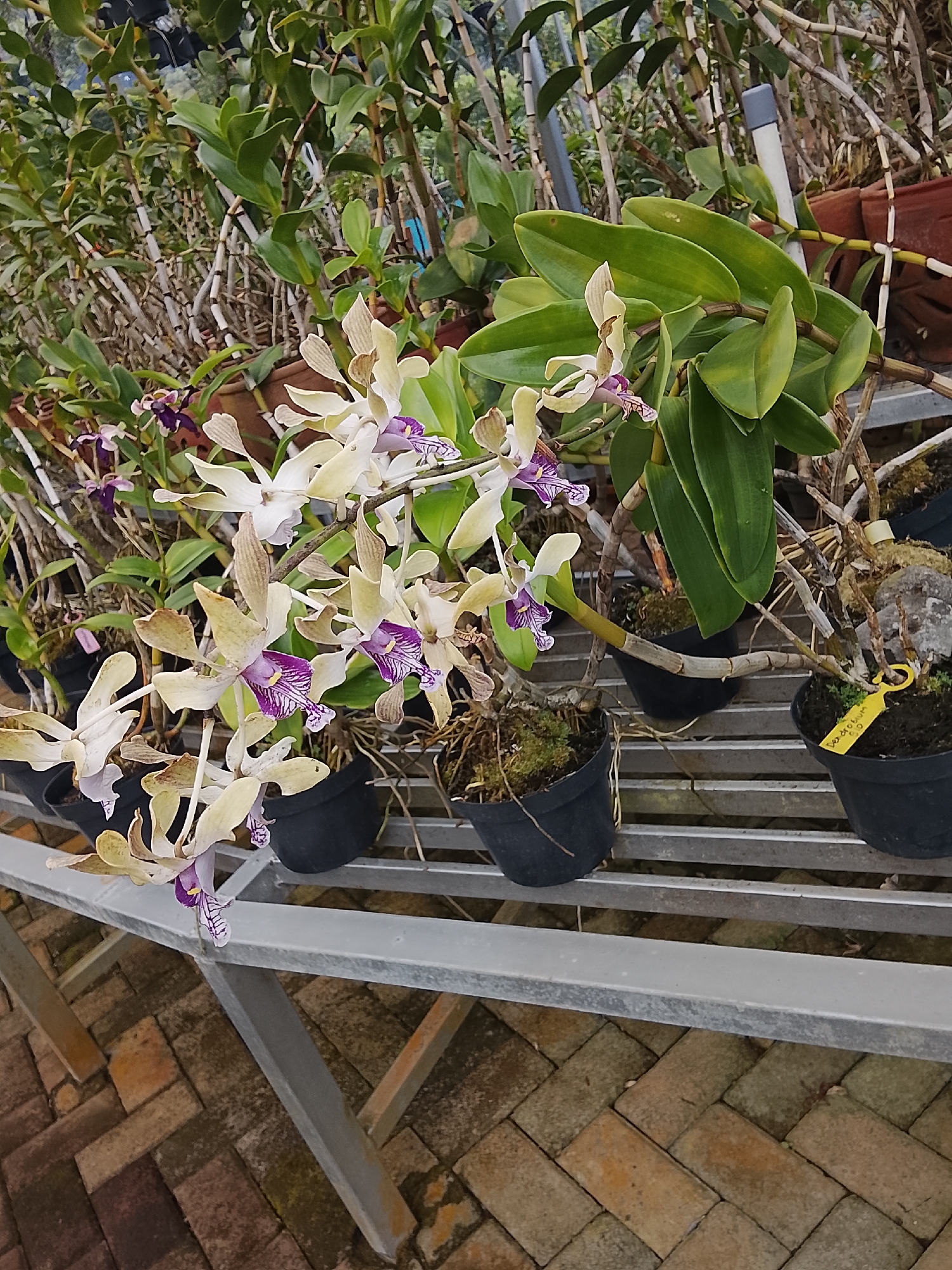In Baturaden, Indonesia, an outdoor display of orchids is presented on a tiered metal shelving unit. The orchids, primarily in shades of cream and light brown, feature delicate purple and white striped markings on their petals. They are potted in black plastic containers filled with soil and moss. The shelving unit is situated on a brick-paved surface, indicating an outdoor or greenhouse environment. The background is filled with dense foliage, suggesting a lush, natural setting typical of Baturaden's landscape. The lighting appears to be natural daylight, illuminating the scene without harsh shadows. There are no people visible in the image.