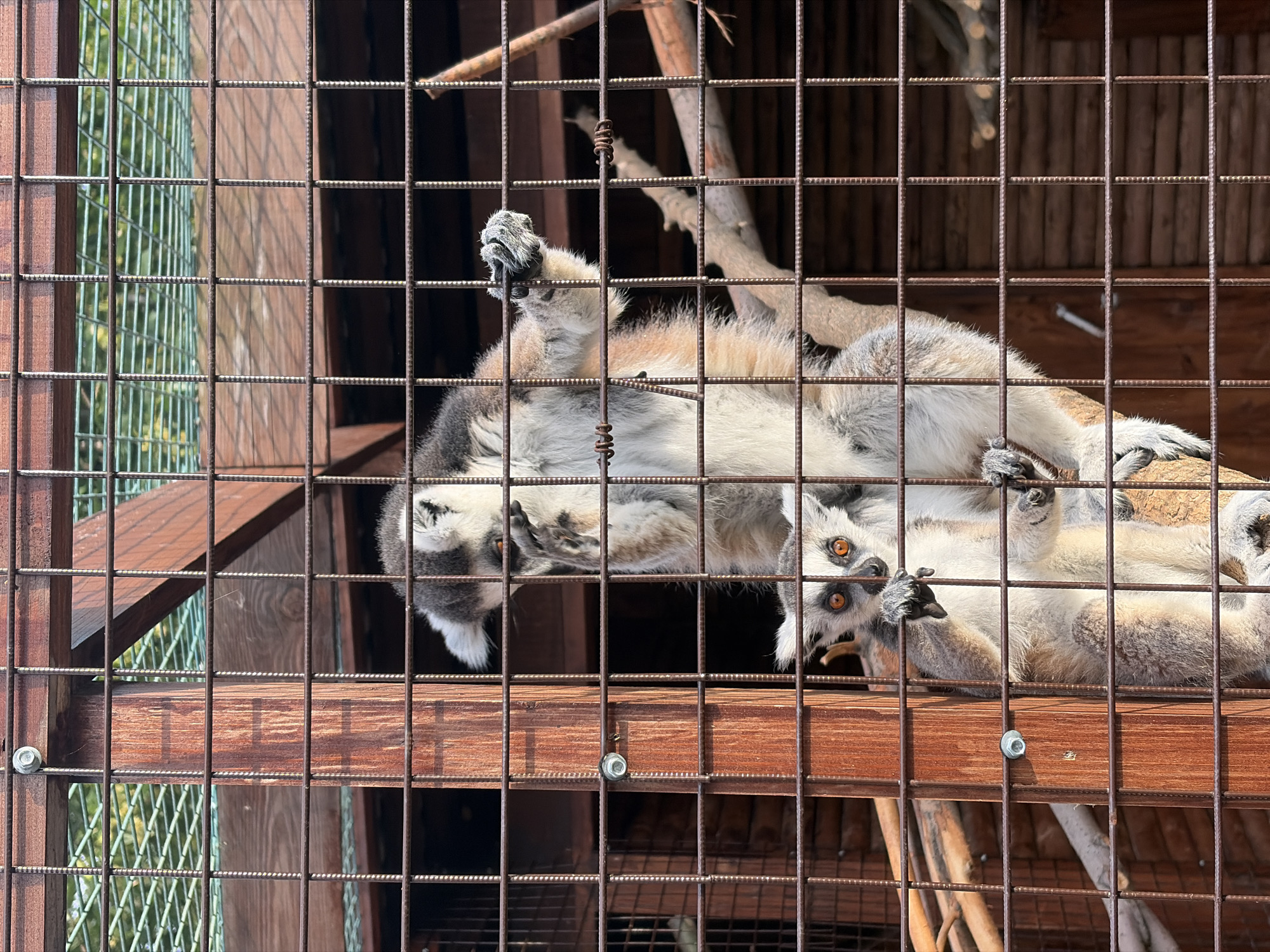 In a zoo enclosure at Izhevsk, Russia, three ring-tailed lemurs are seen lounging on wooden platforms. The lemurs, with their distinctive grey and white fur and bright orange eyes, are positioned in various relaxed postures. One lemur is upside down, its limbs splayed out, while another is curled up, and the third appears to be grooming itself. The enclosure features a wire mesh fence in the foreground, with wooden structures and branches providing a naturalistic habitat. Sunlight filters through the mesh, creating shadows and highlighting the textured fur of the animals. The background shows glimpses of greenery, suggesting an outdoor setting. The overall scene evokes a sense of tranquility and the casual life of the lemurs within their environment. The time of day appears to be daylight, possibly late morning or afternoon, given the strong lighting and shadows. There is no visible text in the image.