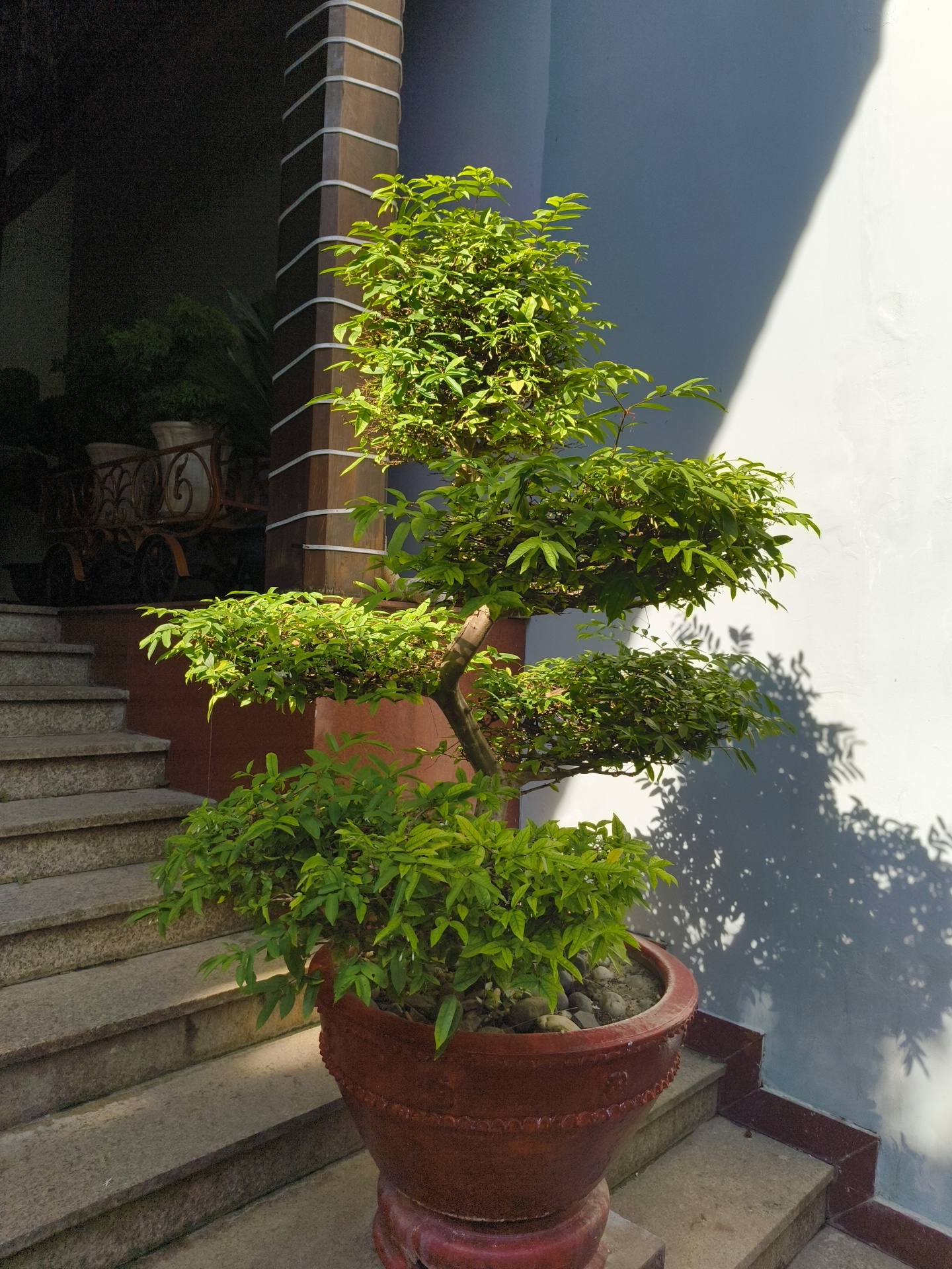 In Phu Thuy Ward, Vietnam, a sun-drenched outdoor scene is depicted. A large bonsai tree, its branches reaching upwards and outwards, is planted in a red-brown terracotta pot. The pot sits on the bottom step of a light-colored stone staircase, which recedes into the background. Adjacent to the staircase is a dark, textured column, partially illuminated by sunlight. To the right, a light blue wall casts a dramatic shadow of the bonsai tree onto its surface, indicating the time of day. In the background, partially obscured by shadow and the bonsai tree, are other potted plants and a decorative metal cart. The overall impression is one of tranquility and natural beauty within an urban setting.