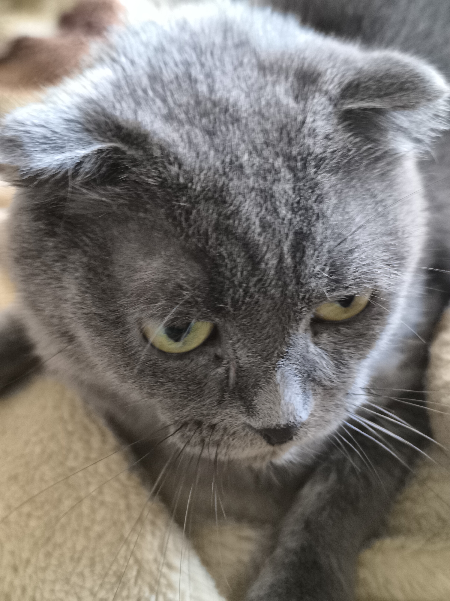 The image is a close-up, head-on, slightly downward-angled shot of a grey Scottish Fold cat lying on a textured, light brown surface. The cat's fur is short and dense, and its ears are folded forward. Its eyes are open and appear to be a pale yellow or green. There is a small smudge of white on the cat's nose. The background is out of focus, showing variations in the texture and color of the surface the cat is lying on. The image does not contain any information about the city of Pavlodar, Kazakhstan.