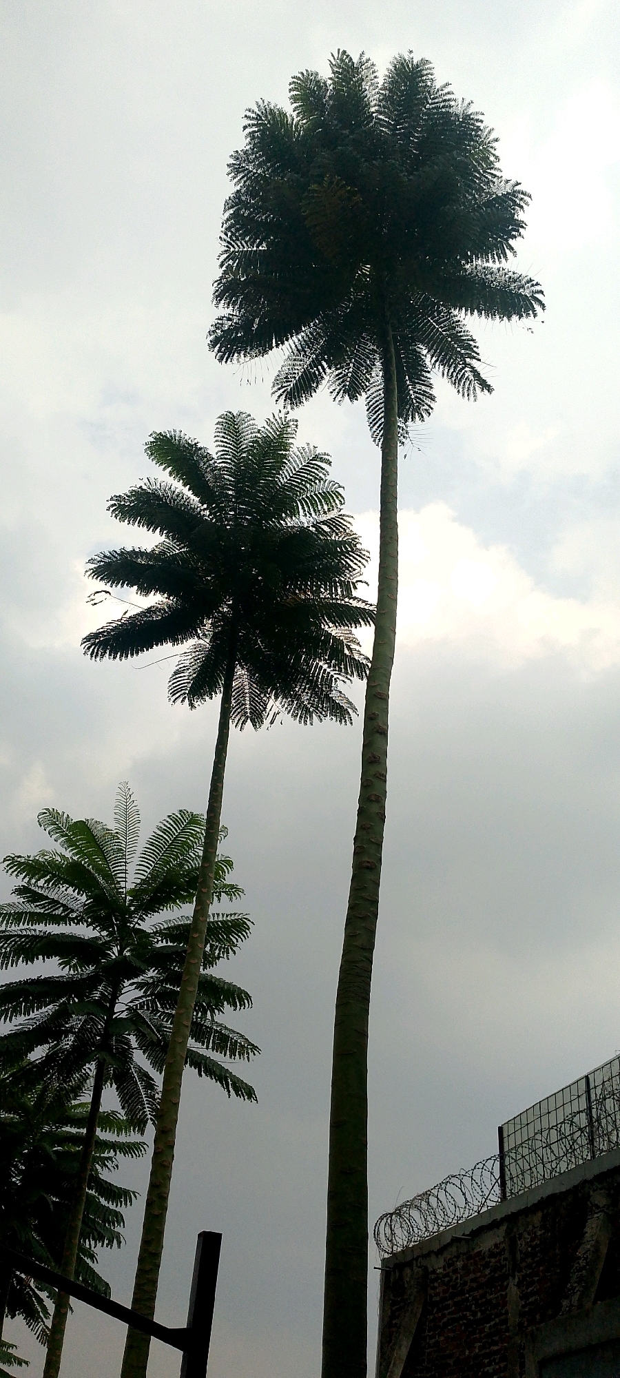 The image shows a view of several tall palm trees against a cloudy sky. In the foreground and mid-ground, three palm trees are visible, with their fronds extending outwards. The leftmost palm tree is partially obscured by another tree behind it. The middle palm tree is the tallest, reaching high into the sky, and its trunk is smooth and segmented. The palm tree on the right is also tall and has a similar segmented trunk. The sky is overcast with a mix of light and dark clouds. In the lower right corner, a brick wall topped with barbed wire and a metal fence is visible, suggesting the presence of a secured area or property. The scene appears to be outdoors, possibly in a tropical or subtropical environment. There are no people or animals visible in the image. The specific location in Cimenyan, Indonesia, is implied by the context but not explicitly depicted in the image itself.