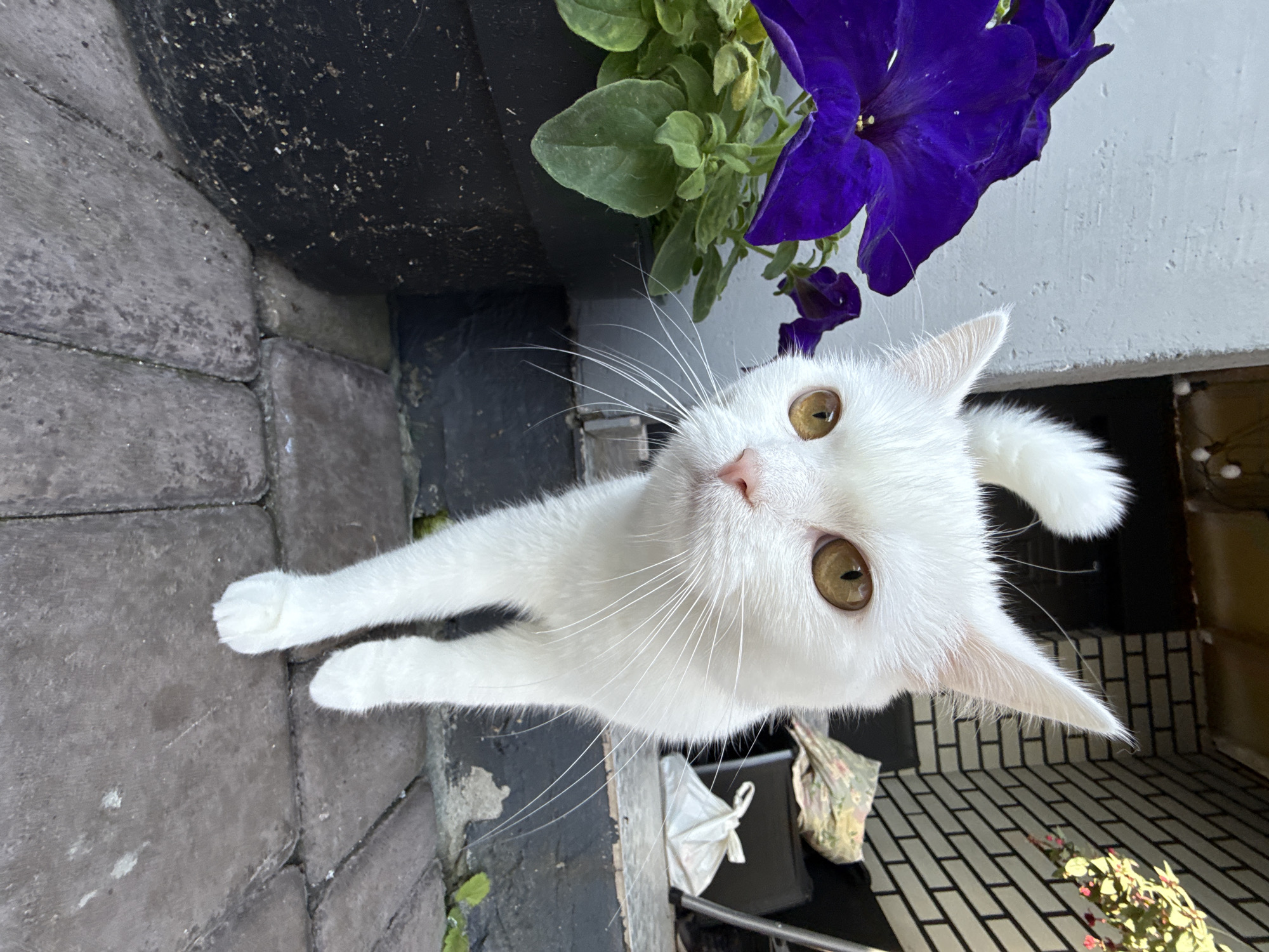 An extreme close-up, eye-level, outdoor shot features a white cat walking towards the camera. The cat is on a brick patio, next to a large black planter with a vibrant purple petunia flower. The cat's eyes are wide and golden. Its body is mostly white, with a long tail that is curled upwards. In the background, a white brick wall can be seen, along with some outdoor furniture and bags. The lighting is natural, with the sun casting shadows and highlights on the cat and its surroundings.