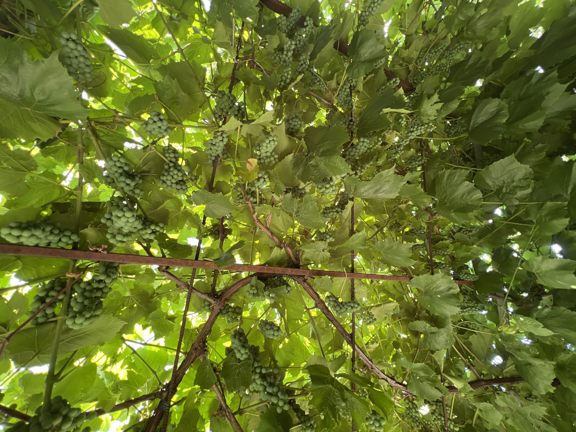 The image shows a close-up, low-angle view looking up into a canopy of green grapevines. Numerous bunches of small, unripe green grapes are visible, hanging from thick, brown vines. The leaves of the grapevine are large and a vibrant green. Sunlight filters through the leaves and bunches of grapes, creating highlights and shadows. The scene appears to be outdoors, with the implied location being a vineyard or garden area in Sobishchytsi, Ukraine. There are no people or animals visible in the image, and no discernible actions or interactions are taking place. The overall impression is one of lush, natural growth.