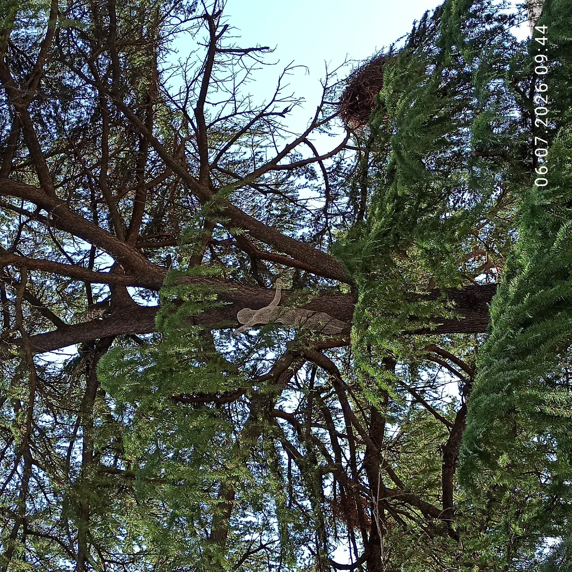 A medium shot captures a large, mature evergreen tree, likely a cedar, with its dense foliage and intricate branches dominating the frame. The tree is situated in an outdoor environment, with a clear blue sky visible through the gaps in the branches. A peculiar, light-colored, abstract sculpture resembling a stylized human figure is attached to the trunk of the tree, its limbs reaching outwards. The sculpture appears to be made of a woven material. To the right of the sculpture, also nestled within the tree's branches, is a large, untidy bird's nest. The bottom right corner of the image displays a timestamp: "06.07.2026 09:44". The scene suggests a park or garden setting within the city of Ruvo di Puglia, Italy, where art and nature intertwine.