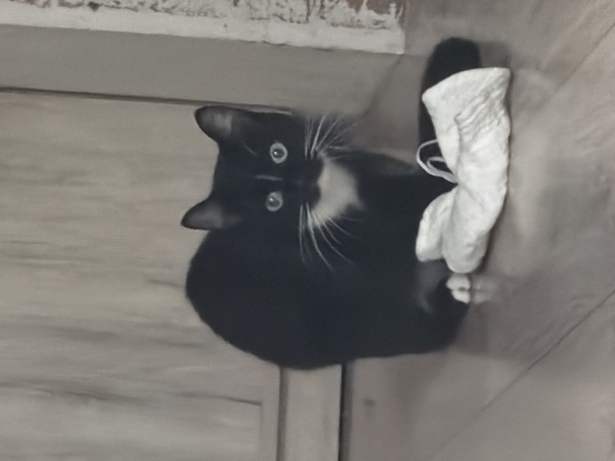 A black and white domestic cat with bright blue eyes and white chest marking sits on a wooden floor in front of a light-colored wooden door. In front of the cat is a crumpled white piece of fabric. The background is a wall with a textured, possibly brick or concrete, surface on the right side. There are no people or other animals visible in the image. The lighting is dim, suggesting an indoor setting. The location is noted as Krasnyi Krym, Russia.