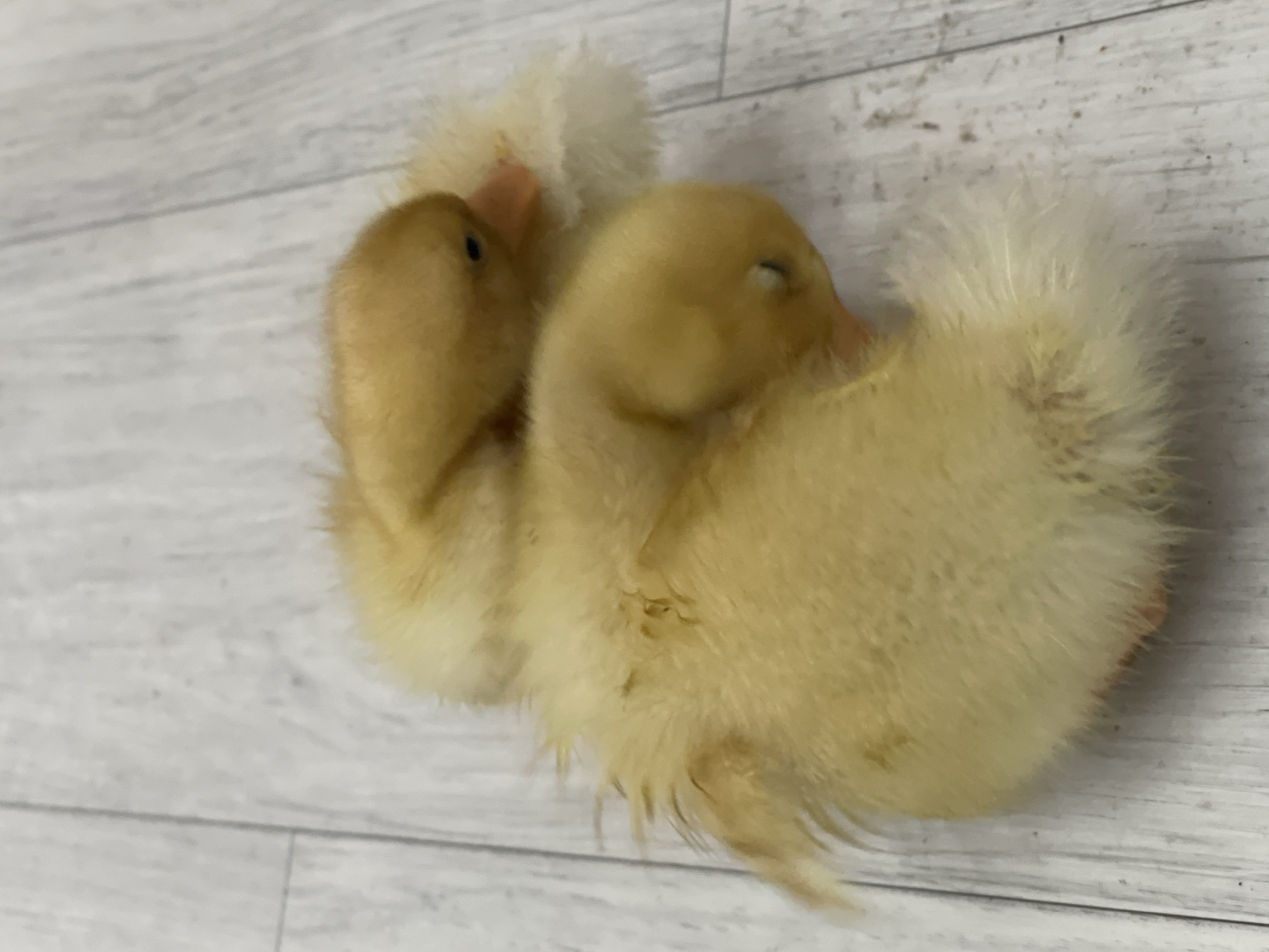 Two yellow ducklings are huddled together on a light-colored, wood-plank floor. The ducklings are fluffy and appear to be sleeping. One duckling is positioned above and slightly behind the other. The background is a neutral, light-colored wooden floor with visible grain and some subtle discoloration. There are no people or other animals present in the image. The scene is indoors and appears to be a simple, unadorned environment. The location in Bishkek City, Kyrgyzstan cannot be determined from the image itself.