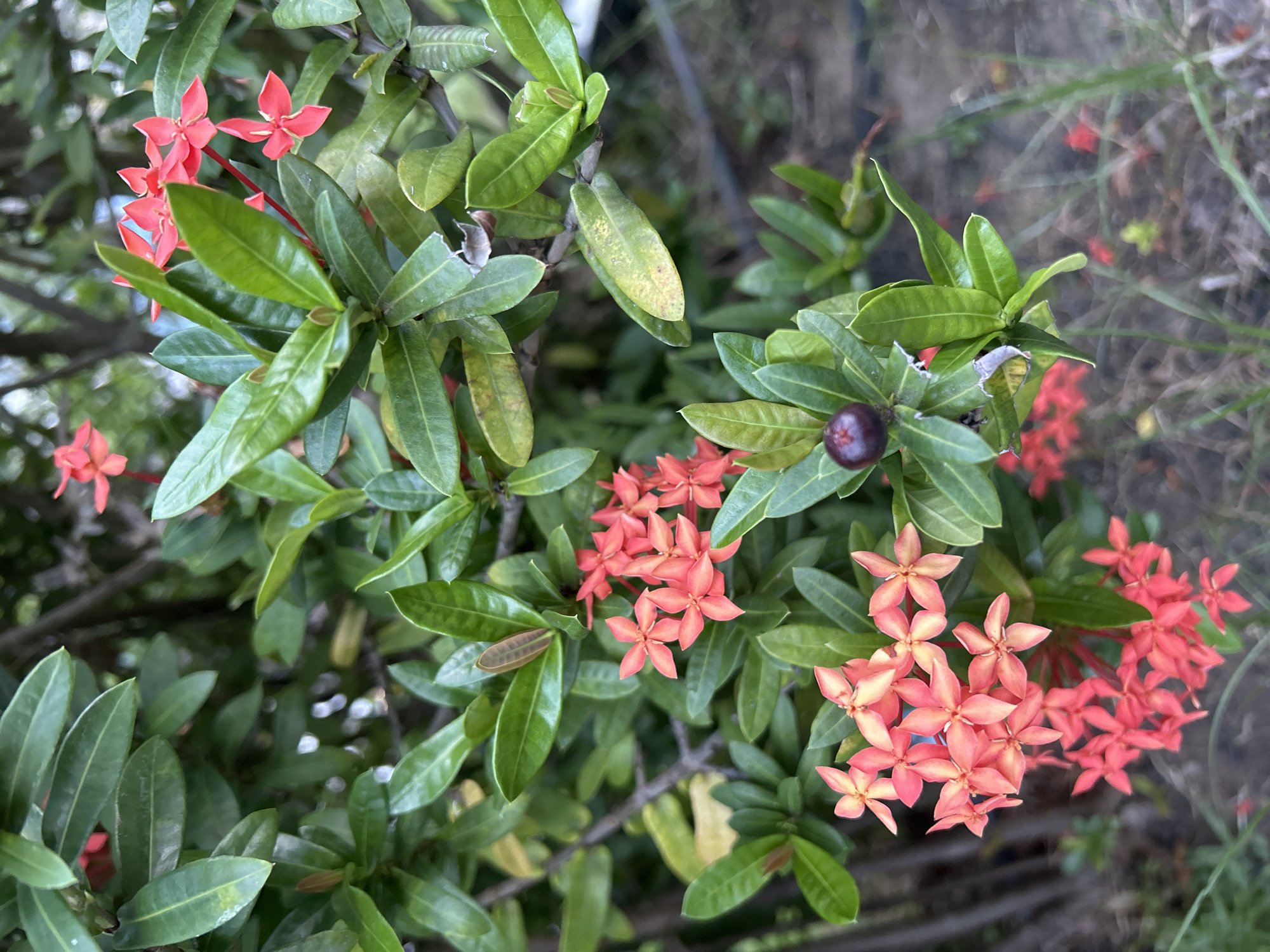 This is a close-up, eye-level, top-down shot of a cluster of vibrant pink Ixora flowers and lush green leaves, with a dark purple berry visible in the foreground. The Ixora flowers, also known as jungle geraniums, are small and star-shaped, clustered together in dense heads. Their petals are a bright, warm pink with some lighter peach undertones, suggesting they are in full bloom. The leaves are deep green, glossy, and ovate, with some showing signs of age with yellowing patches or slight browning at the edges. The overall scene suggests a tropical or subtropical garden setting, likely in Nha Trang Ward, Vietnam. The lighting appears to be natural daylight, possibly late morning or early afternoon, given the brightness and lack of harsh shadows. The background is softly blurred, with hints of other foliage and possibly some dry grasses, further reinforcing the natural, outdoor environment. No people or specific activities are depicted; the focus is purely on the botanical details of the plant. The image conveys a sense of natural beauty and the lushness of tropical flora. There is no visible text in the media file.