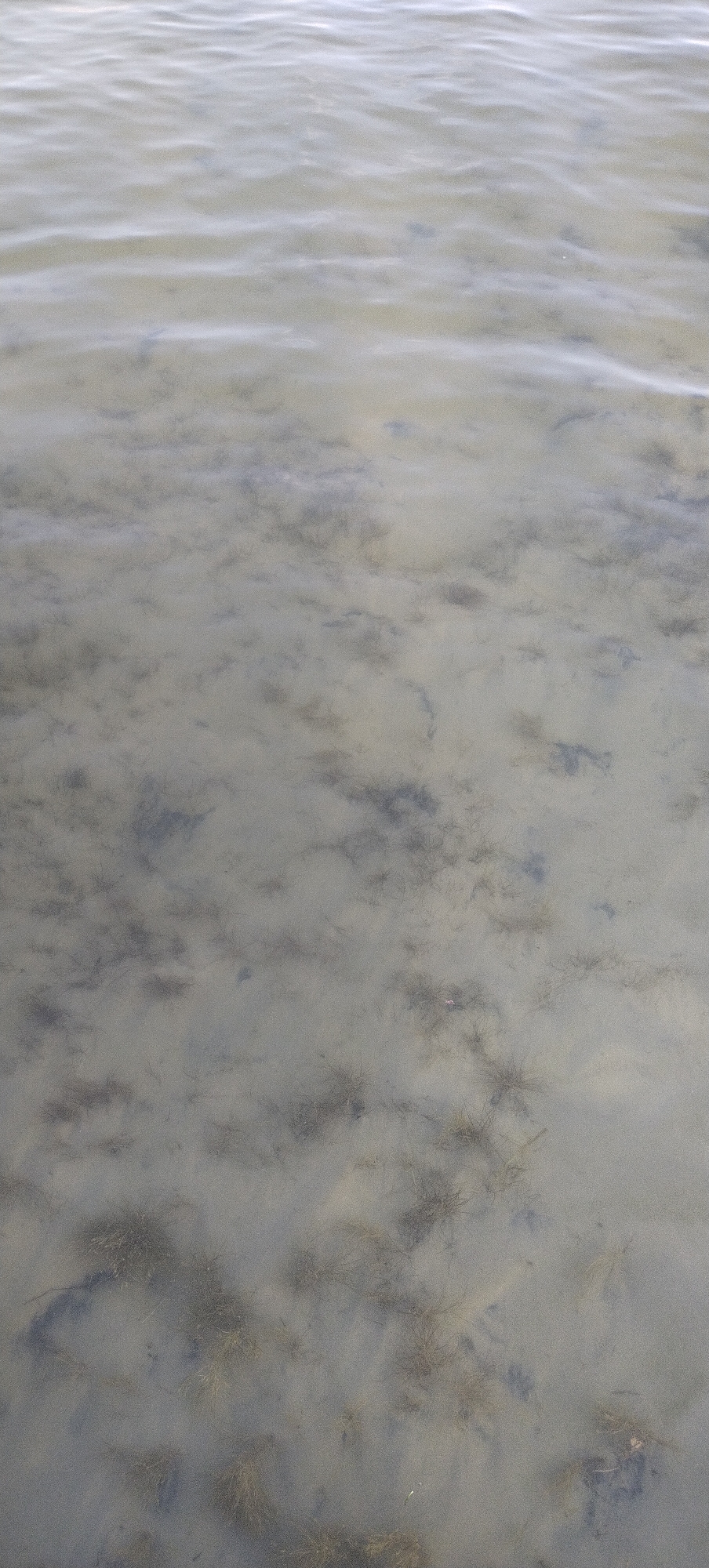 The image displays a top-down view of shallow, murky water with a sandy bottom. Submerged aquatic vegetation, appearing as dark, wispy strands, is scattered across the seabed. Gentle ripples disturb the water's surface, creating subtle distortions in the view of the bottom. The overall color palette is muted, dominated by grays, browns, and muted greens, suggesting an overcast or diffused lighting condition. There are no visible people or animals. The scene is consistent with a natural body of water, such as a riverbed or lakebed in Bezliudivka, Ukraine, with visible sediment and plant life.
