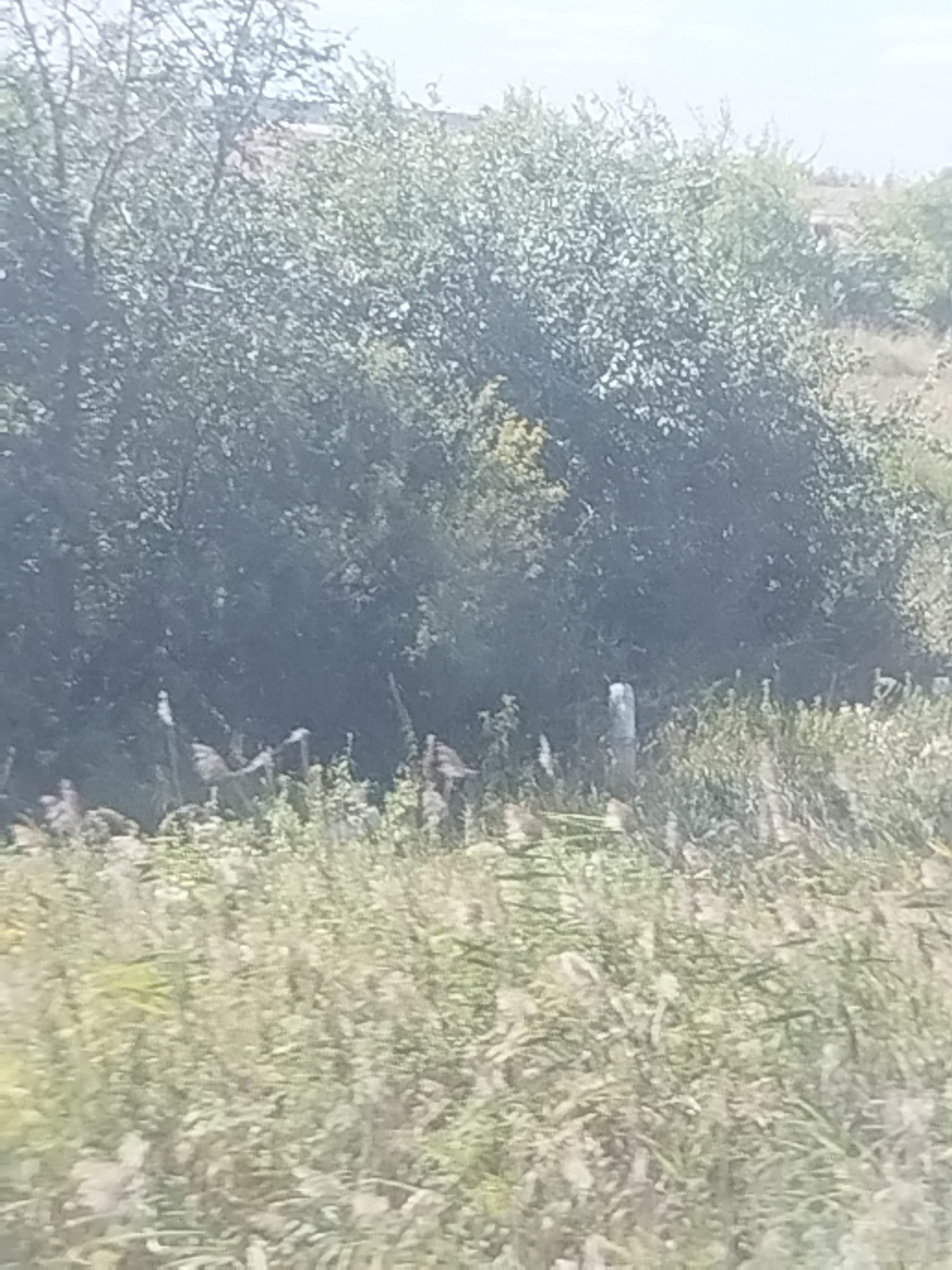 The image depicts a natural outdoor scene, likely a field or meadow with dense vegetation. In the foreground, there is a profusion of tall grasses and flowering plants, some of which appear to be reeds or similar wetland flora. The colors are predominantly muted greens and yellows, suggesting a somewhat dry or late-season environment.
In the mid-ground, there are several thin, upright objects that could be dead stalks of plants or thin branches. Amongst these, there is a roughly cylindrical object that appears to be a fence post or a small, weathered wooden post.
Behind the vegetation, a dense cluster of trees and shrubs forms a dark, shadowy backdrop. The foliage of these trees is thick and green, creating a wall of vegetation.
In the distance, beyond the trees, there is a hint of a brighter, possibly more open area, with lighter green or brownish hues, suggesting a change in terrain or vegetation type. The sky above is a pale, washed-out blue or grey, indicating overcast or hazy conditions.
There are no discernible people or animals in the image, nor any obvious man-made structures beyond the single post. The overall impression is one of a wild, untamed natural landscape. The location in Moskalenki, Russia, suggests a rural or semi-rural setting within that region.