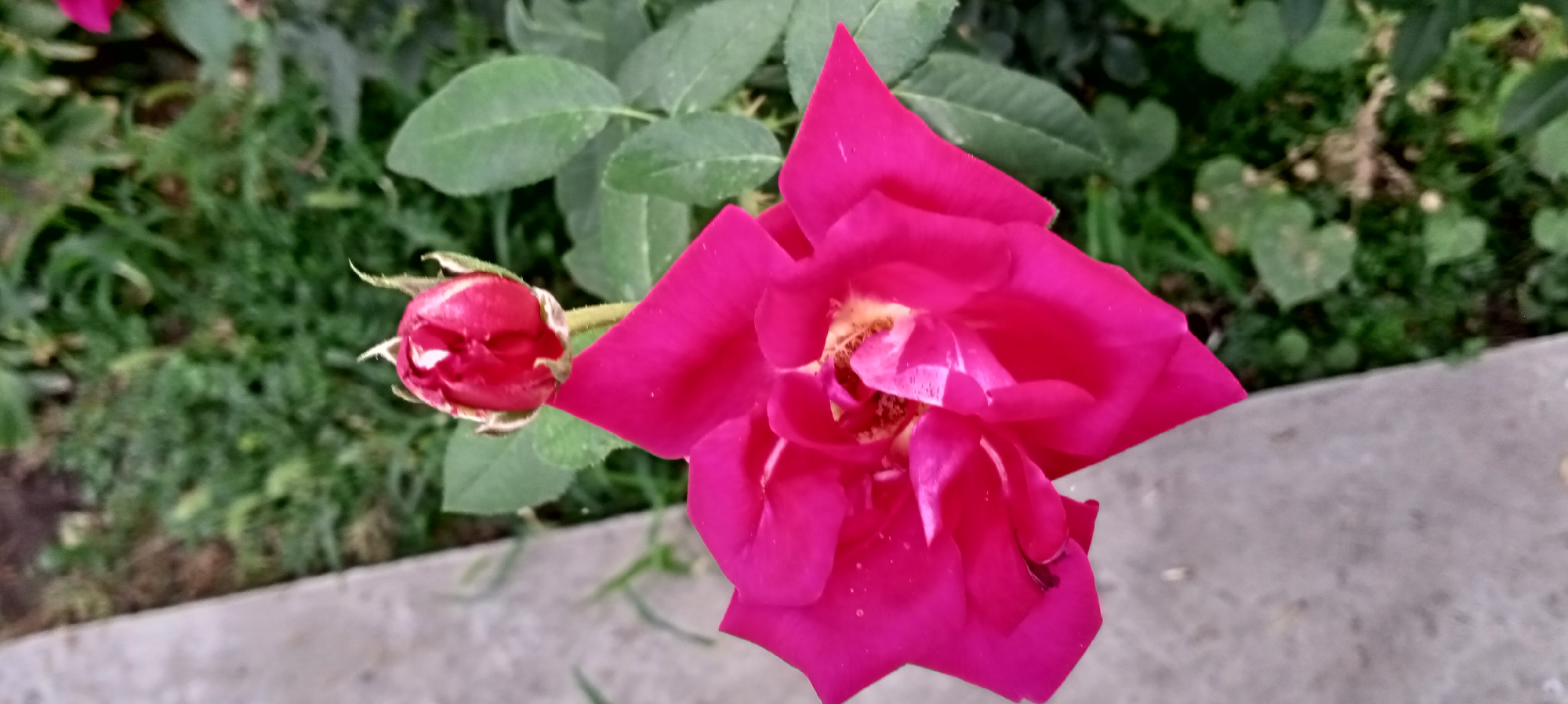 A close-up, high-angle shot captures a vibrant fuchsia rose bloom and a partially opened rose bud. The fully bloomed rose is in the foreground, its petals unfurling to reveal a cluster of stamens. To its left, a smaller, tight rose bud, also fuchsia, is poised to open. Both are situated amidst lush green foliage, creating a natural, garden-like setting. The background is slightly blurred, suggesting a shallow depth of field. The ground in the lower portion of the image appears to be a light-colored, possibly concrete, pathway. The image was taken in Sokuluk, Kyrgyzstan.
