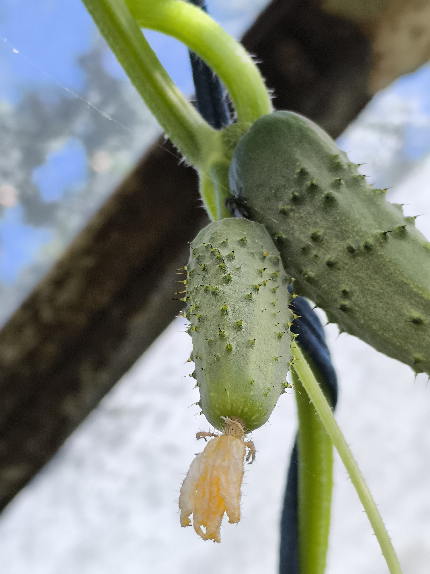 The image shows a close-up view of two young cucumbers growing on a vine. The cucumbers are green and covered in small spikes. One cucumber is hanging lower and has a wilting yellow flower attached to its end. The vine is supported by a dark string or wire. In the background, a blurry wooden structure is visible, along with a hint of blue sky. The scene appears to be outdoors, possibly in a garden or greenhouse. There are no people visible in the image. The image does not provide any specific information that would allow it to be located in Dercekliai, Lithuania.